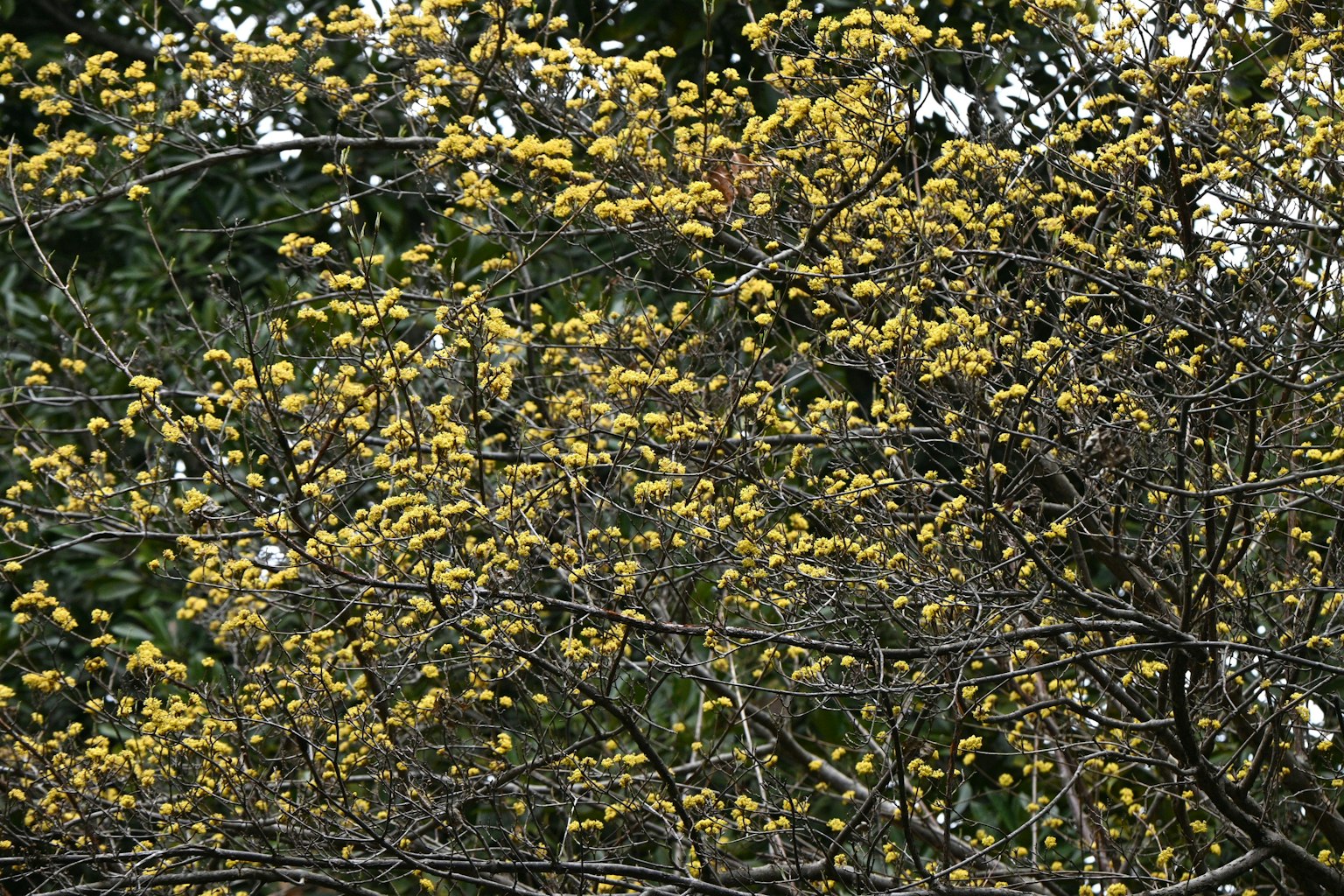 Primer plano de ramas de árbol adornadas con flores amarillas