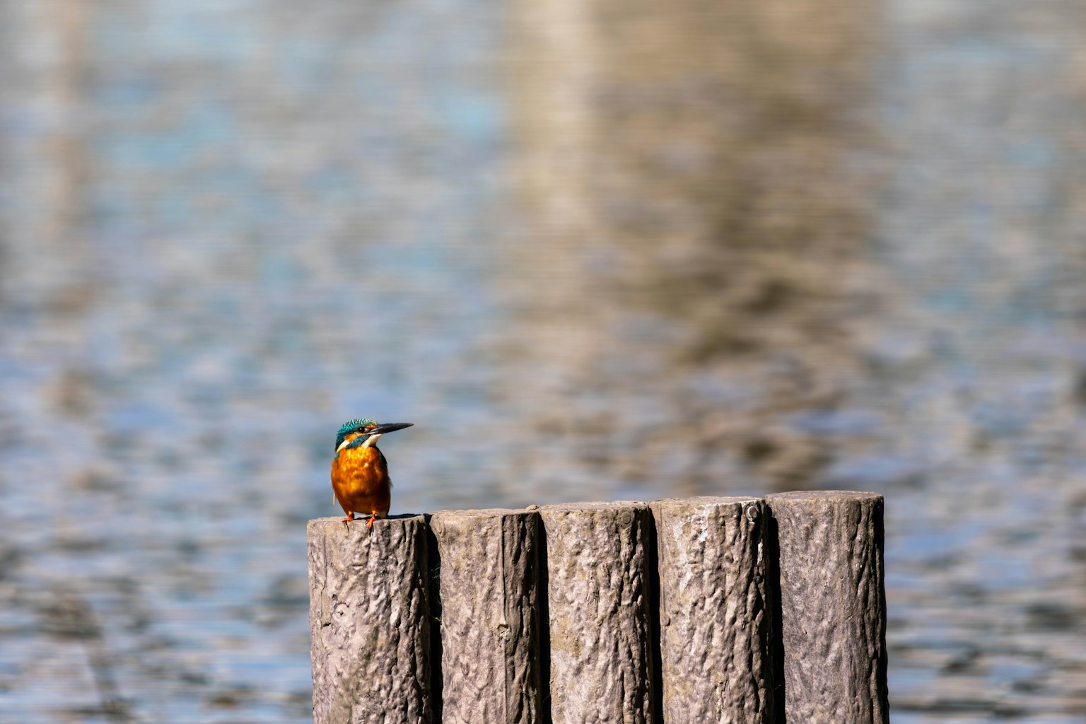 Seekor burung kingfisher bertengger di atas tiang kayu di atas air