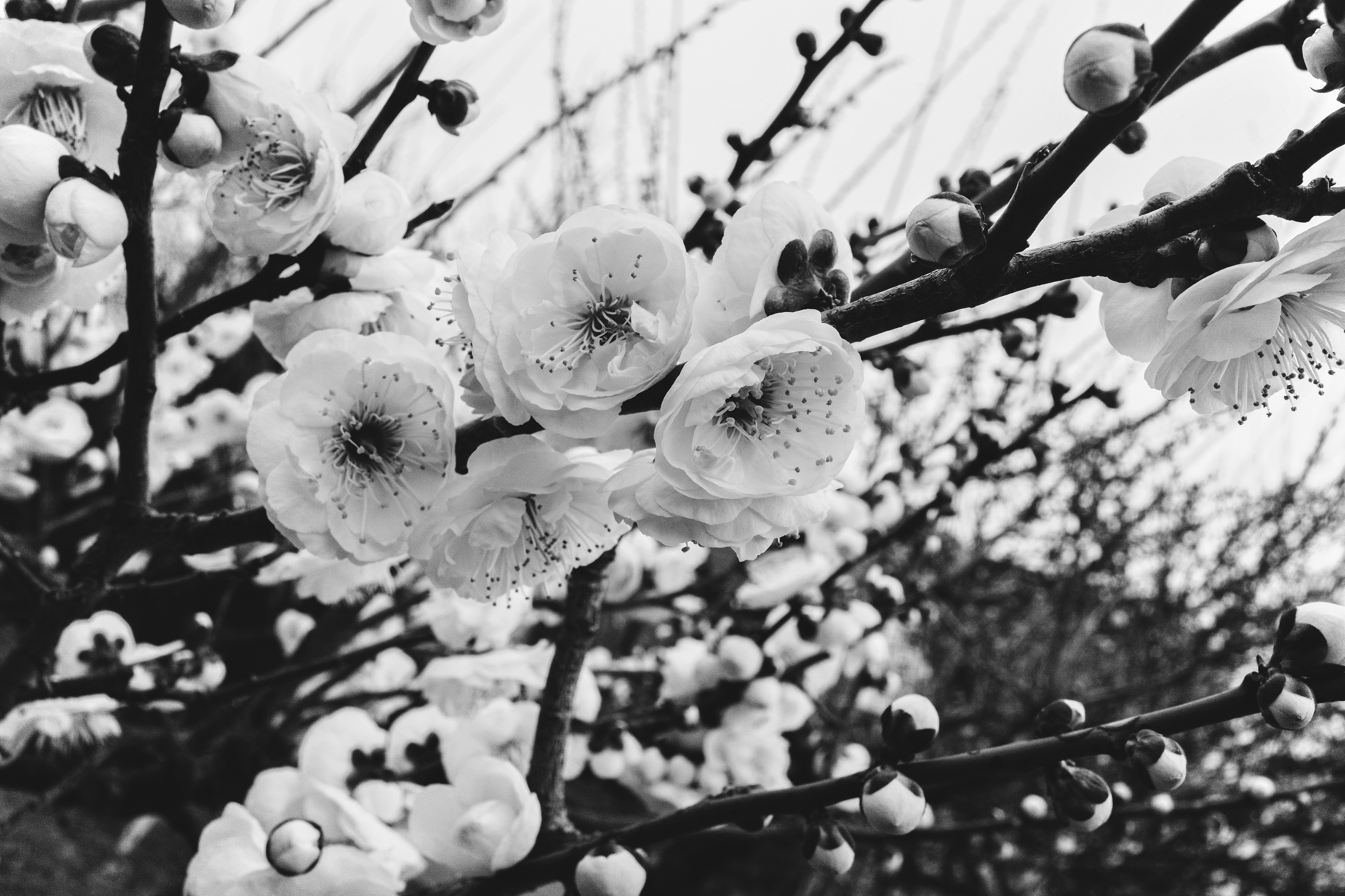 Close-up of white blossoms and buds on a branch
