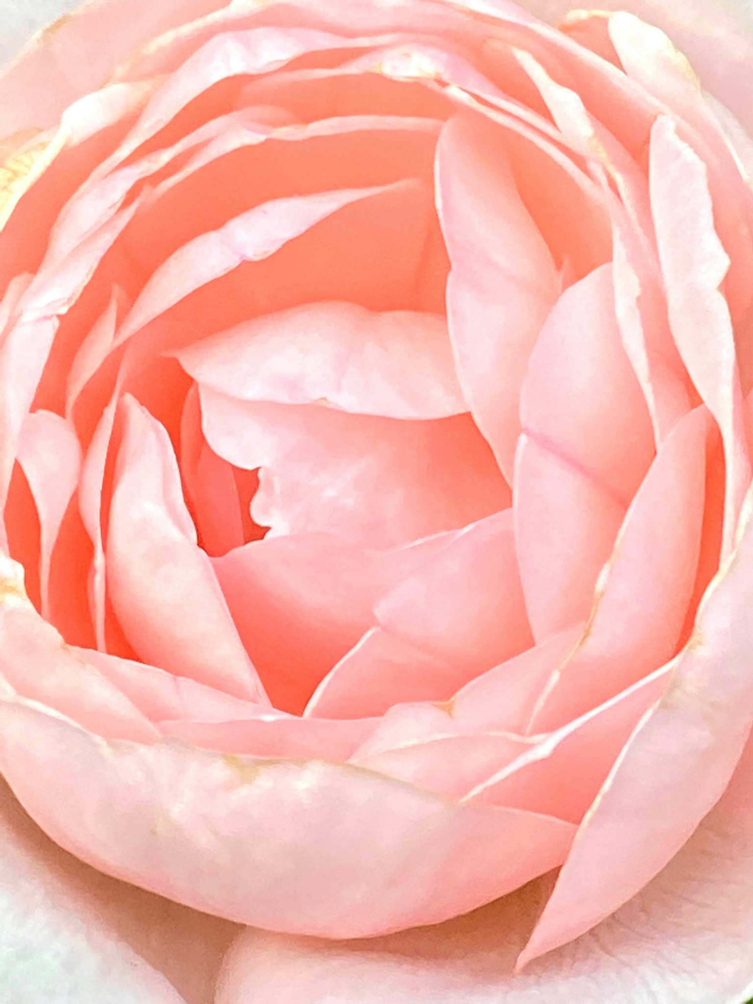 Belle image de pétales de rose pâle empilés