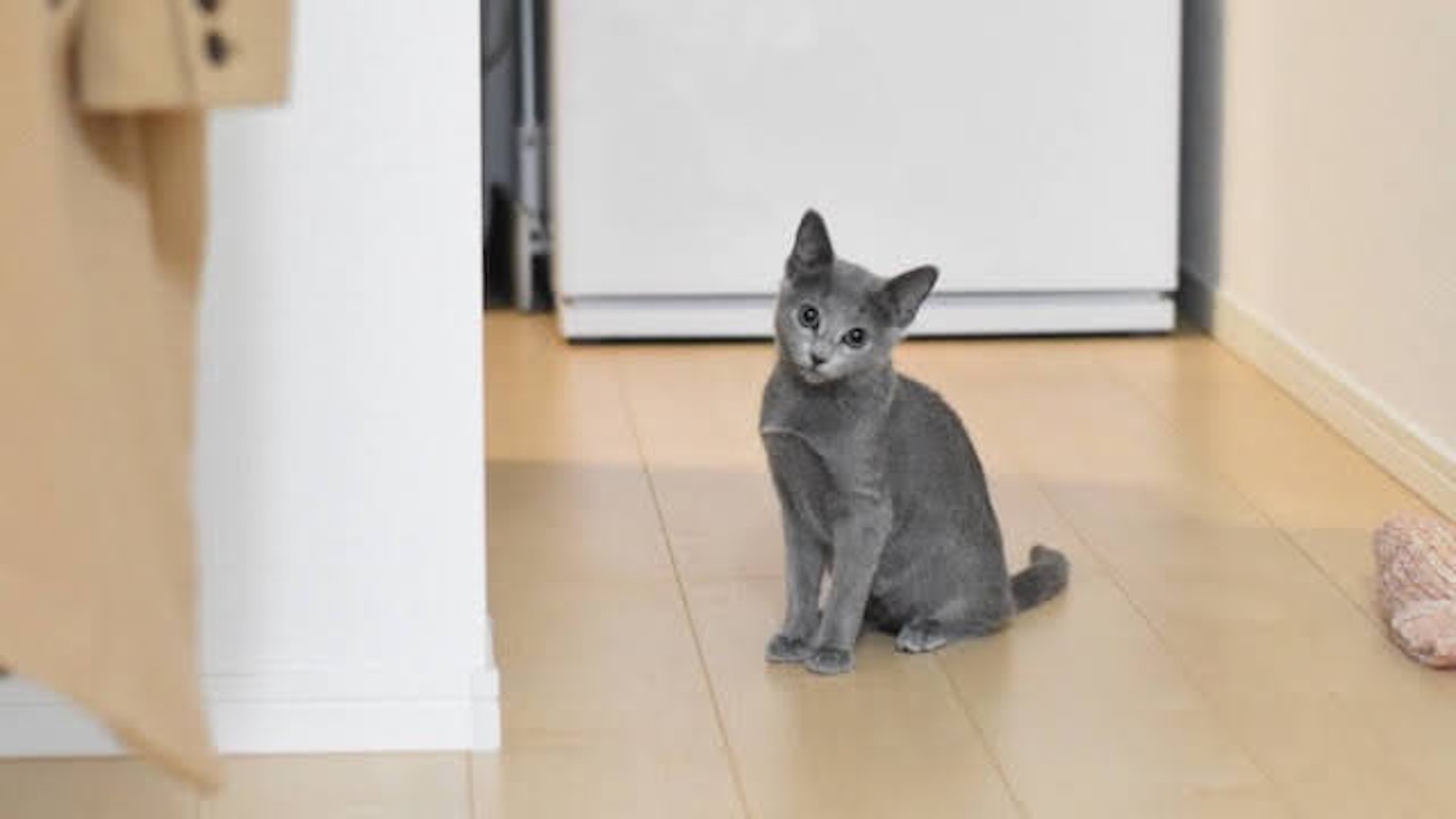 Gattino grigio seduto in un corridoio