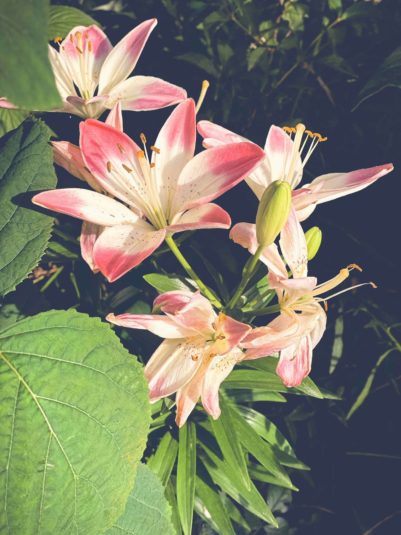 Bellissimi gigli con petali rosa e bianchi circondati da foglie verdi