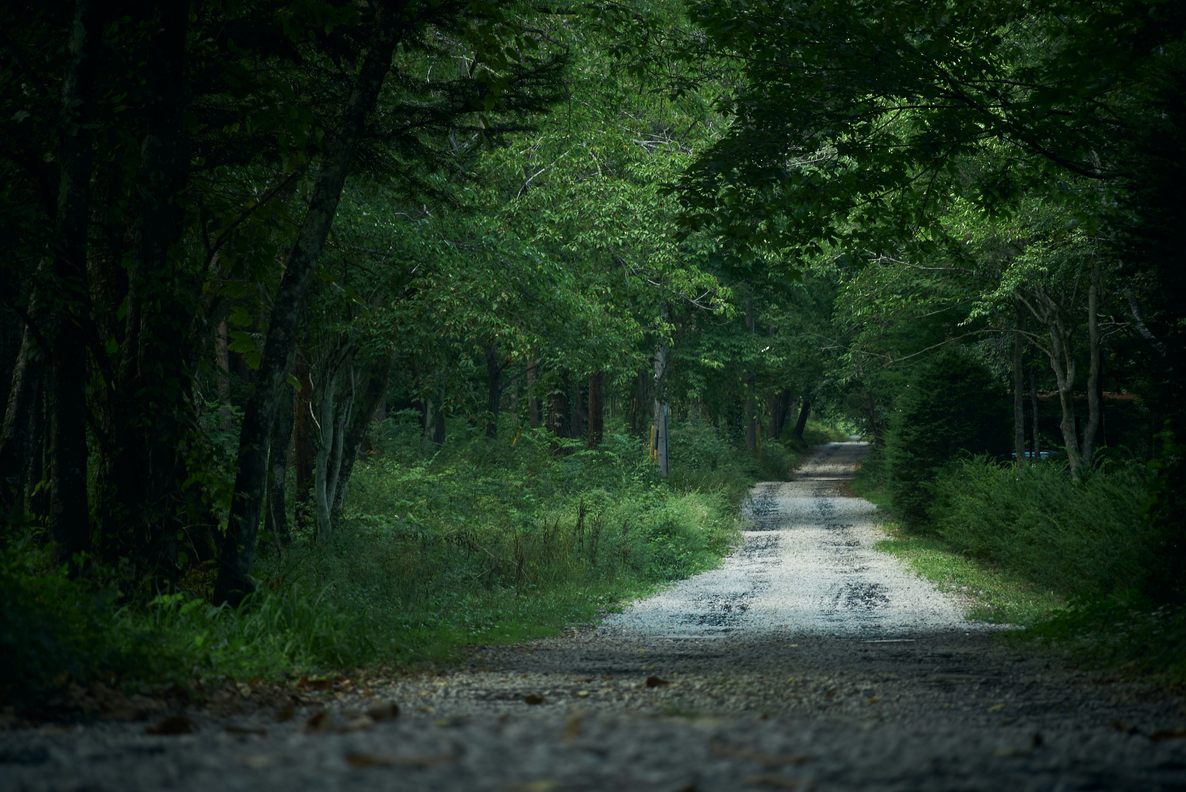 sentiero verde nel bosco fiancheggiato da alberi