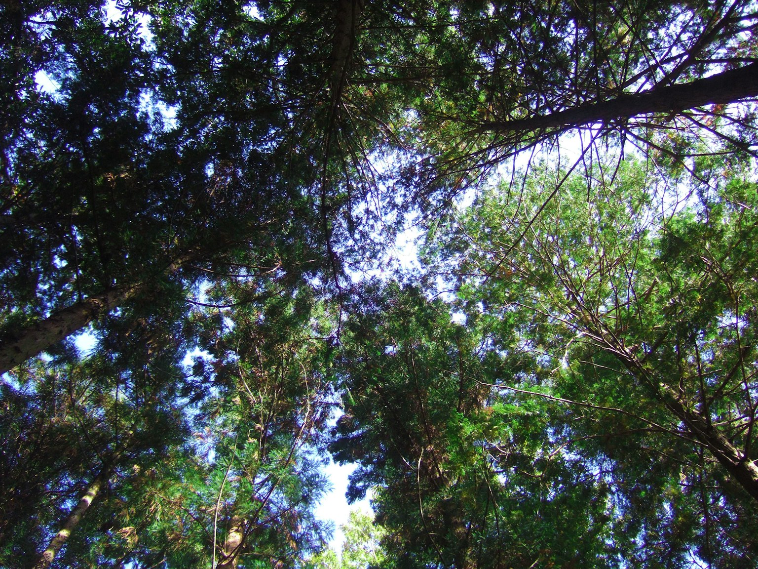 Vista del cielo a través de árboles verdes exuberantes