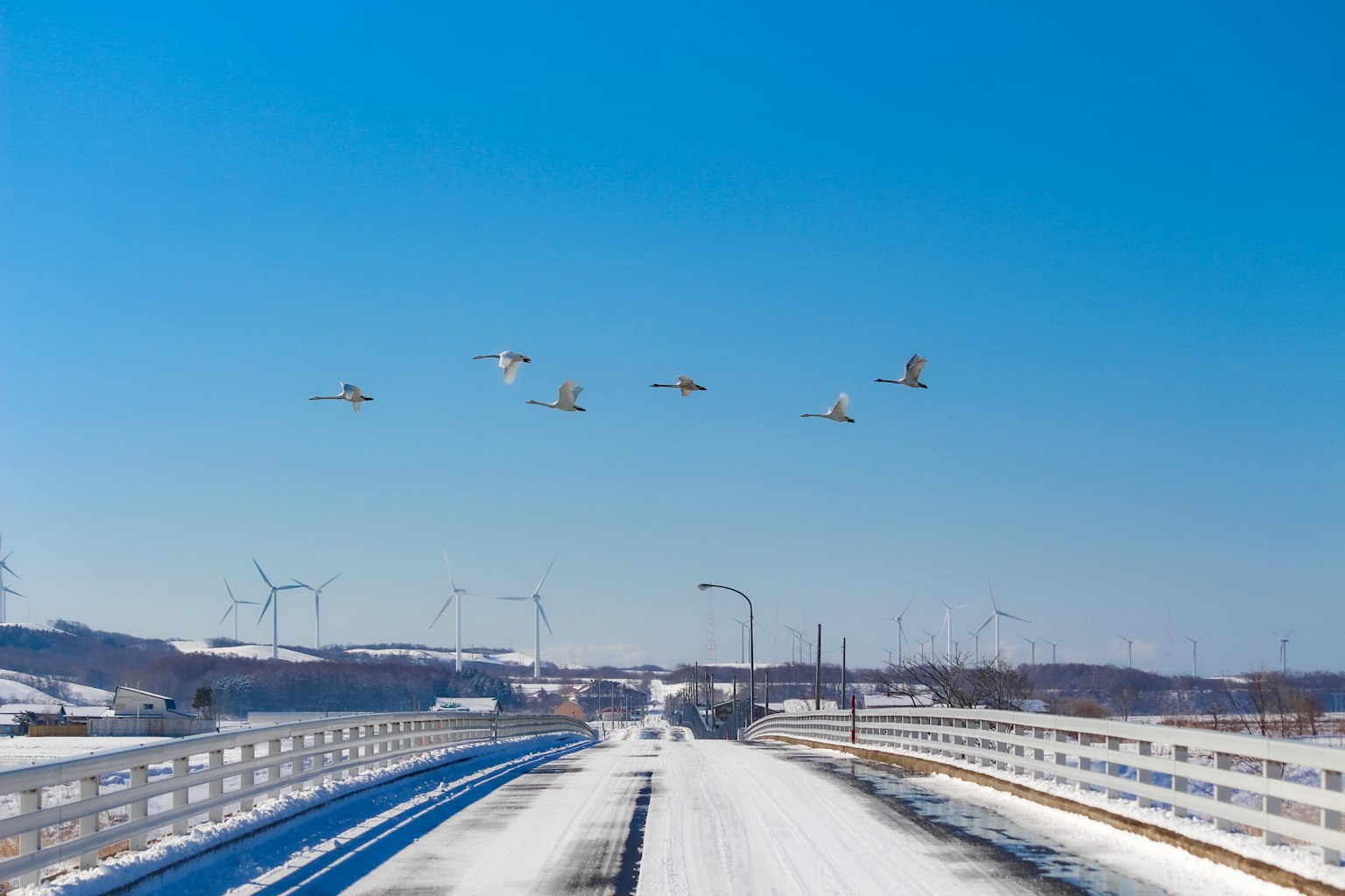 Cisnes volando sobre un camino cubierto de nieve con un cielo azul claro y aerogeneradores