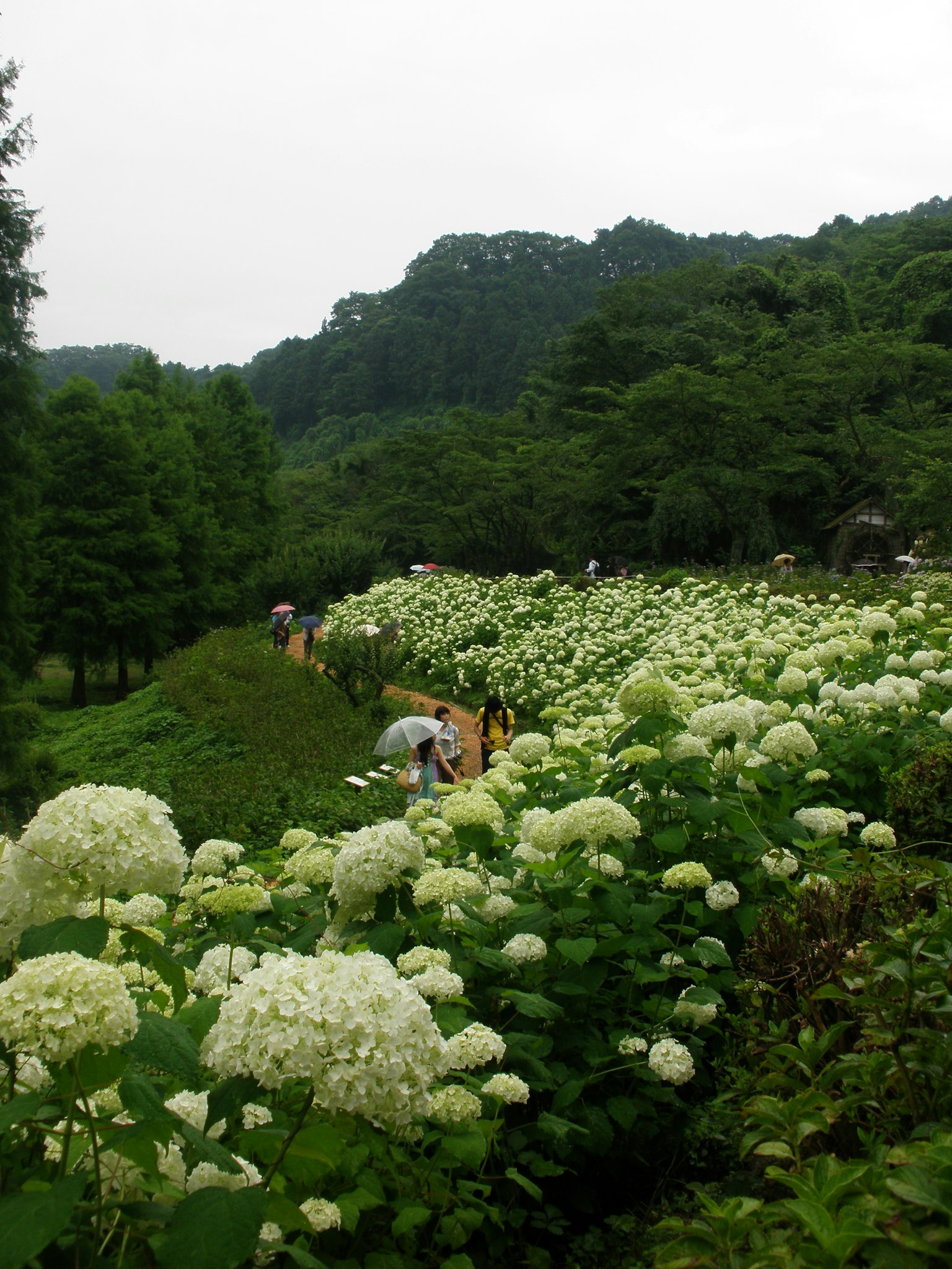 푸르고 풍성한 풍경에 피어 있는 흰색 수국