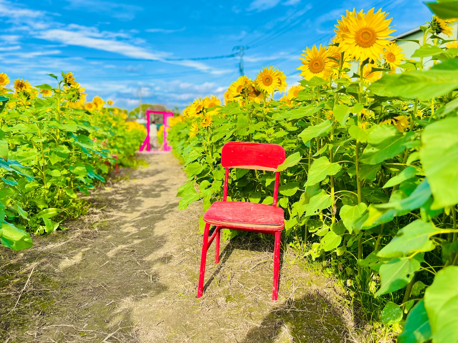 Red chair in a sunflower field under a blue sky