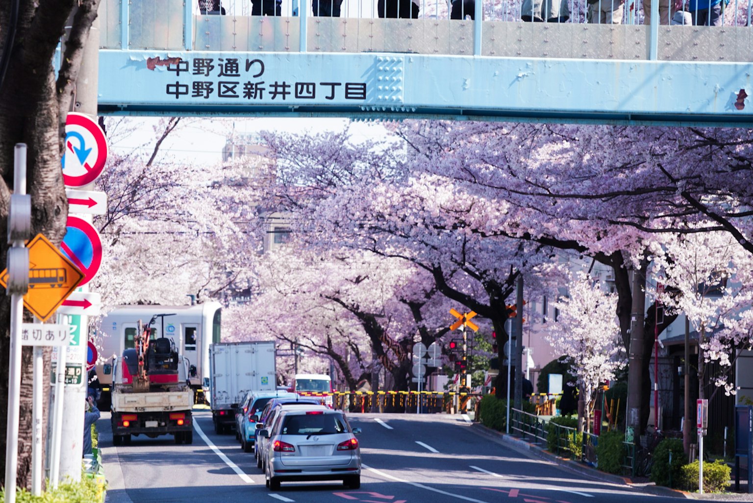 櫻花樹環繞的街道和一輛正在行駛的卡車