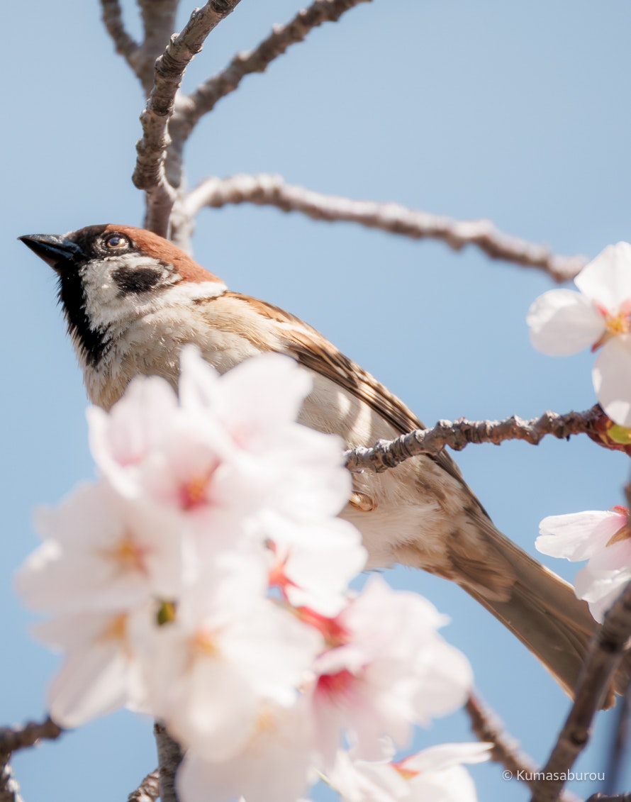 桜の花の枝にとまる小鳥の春の気配