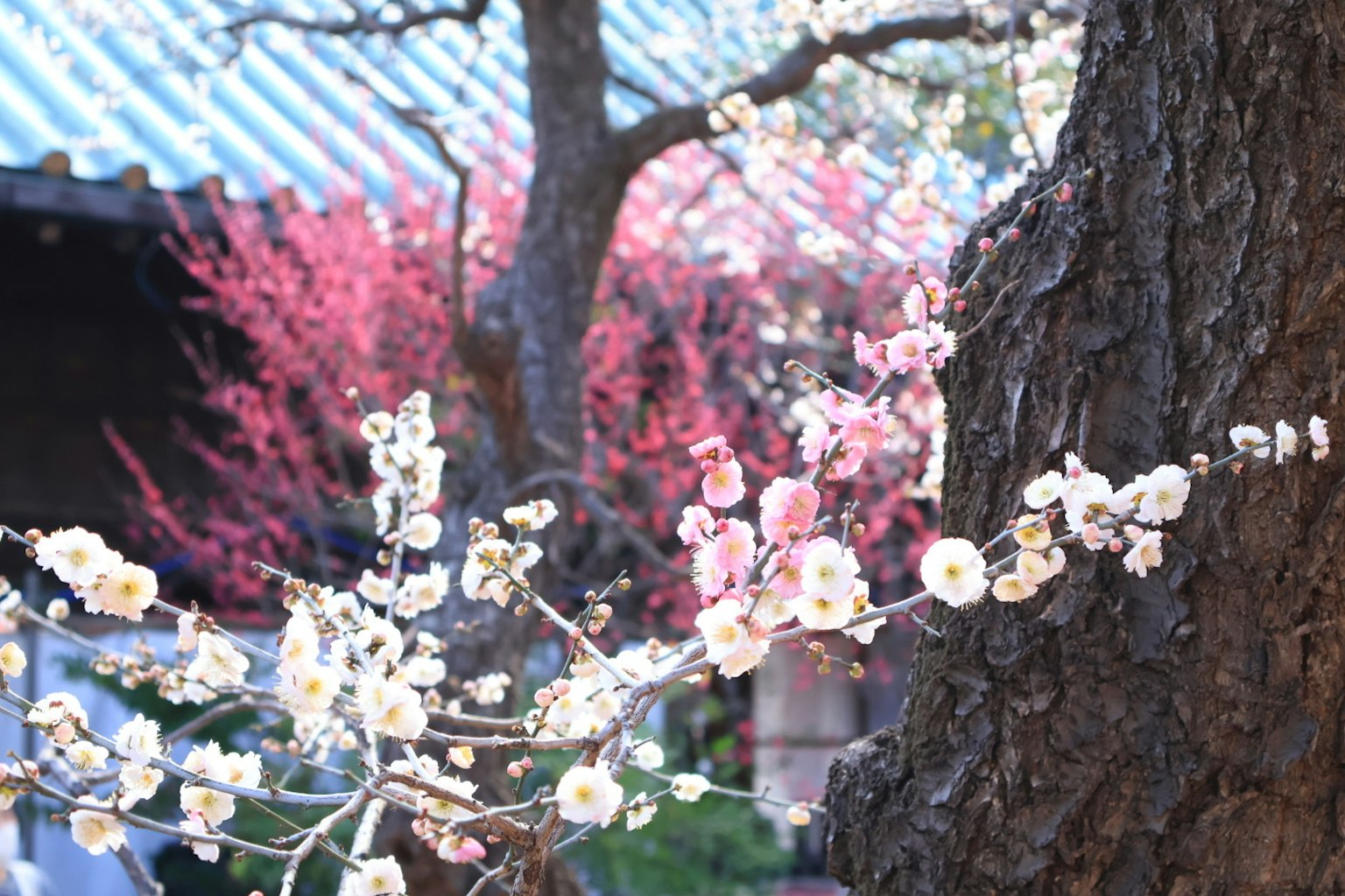 Un paisaje con flores de cerezo y un árbol rosa al fondo