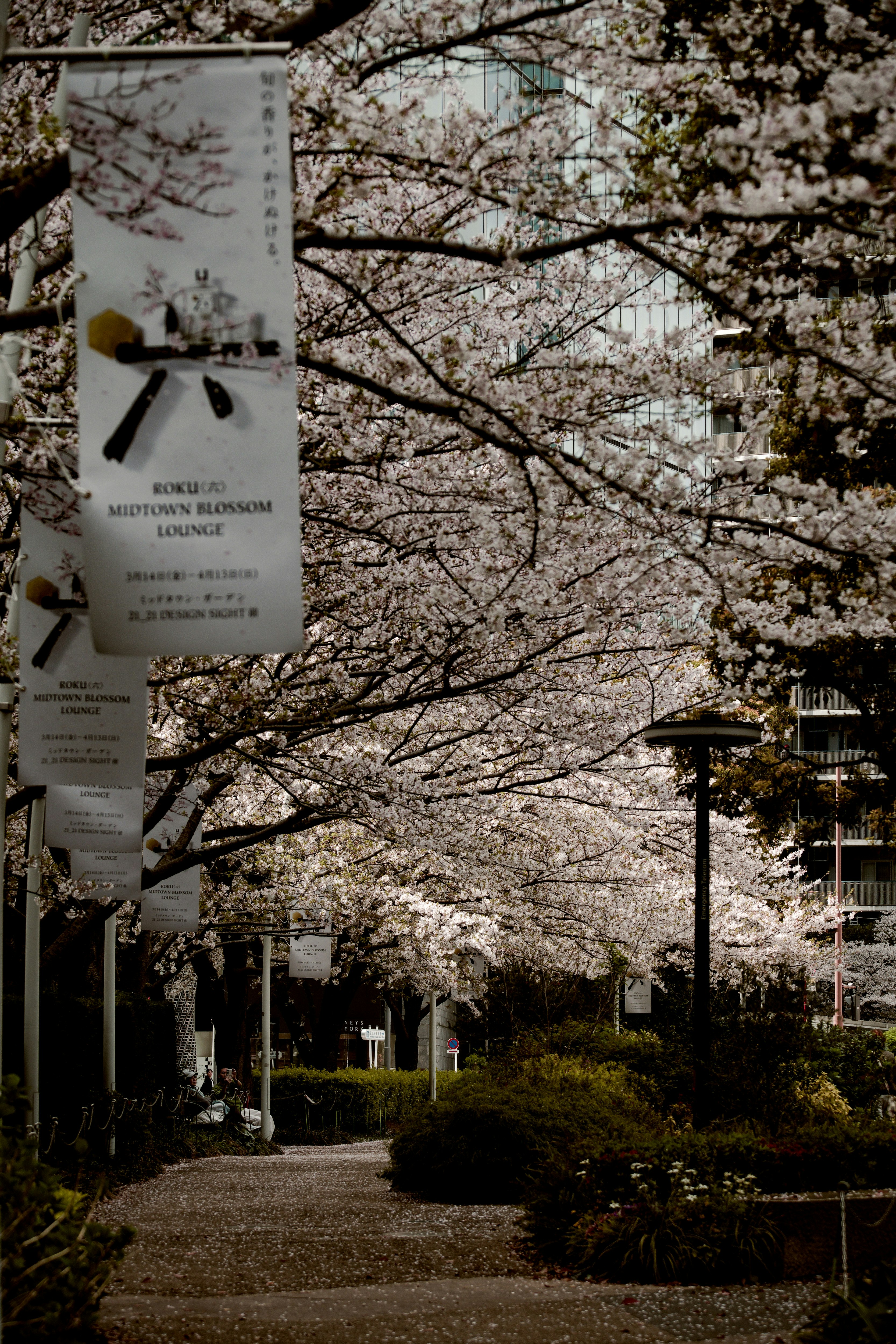 春のイベント会場の桜並木と案内掲示