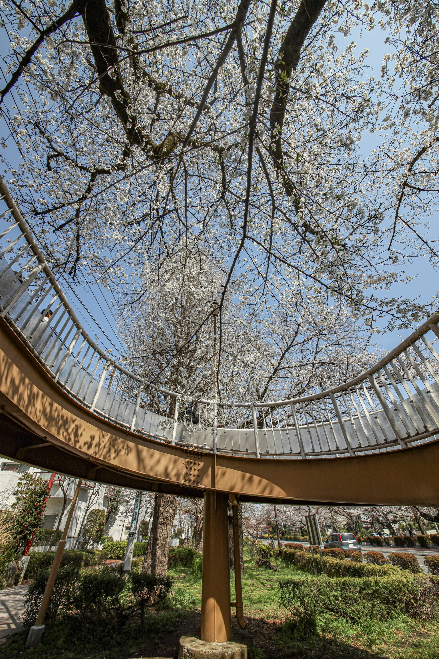 Passerelle courbe sous des cerisiers en fleurs avec ciel bleu clair