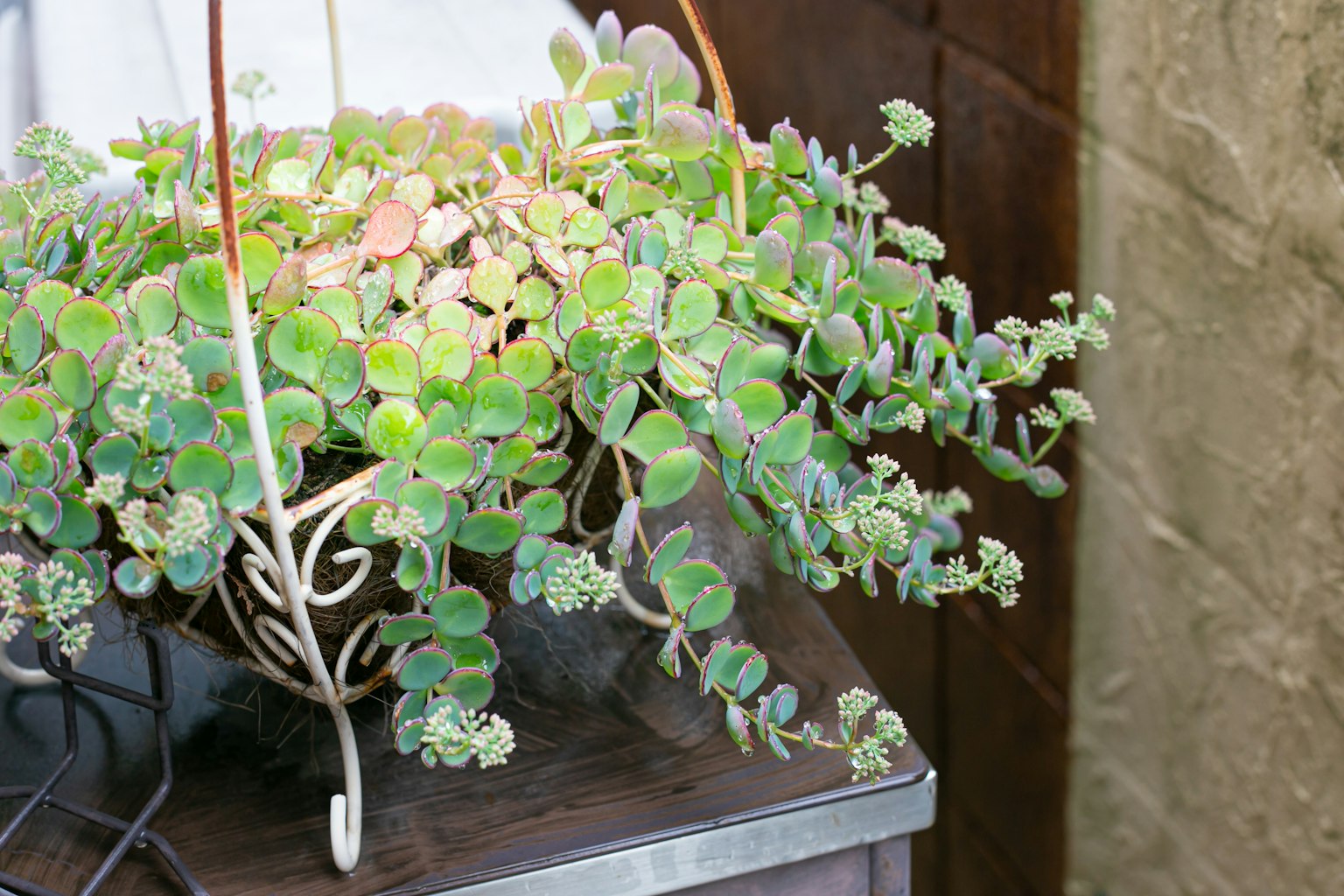 Plante succulente suspendue avec des feuilles vertes luxuriantes