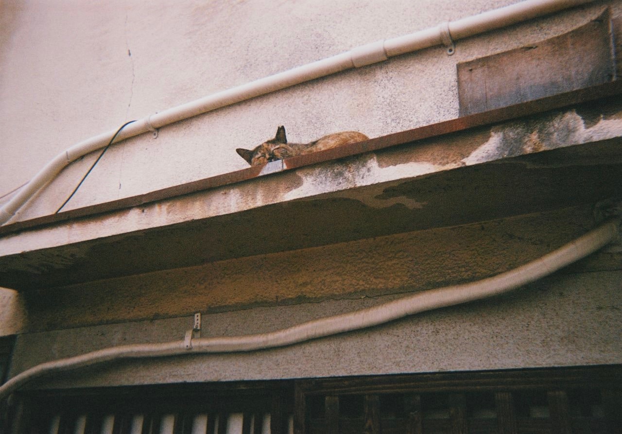 屋根の縁にとまる猫のいる路地の建物外壁
