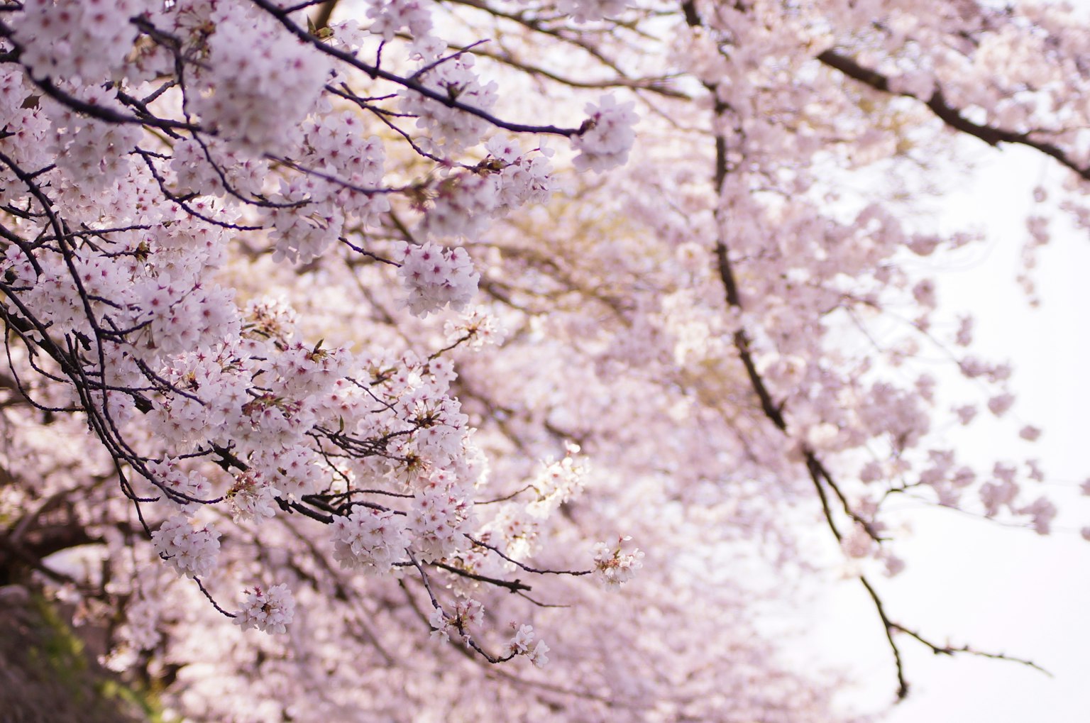 Belle scène de cerisiers en fleurs