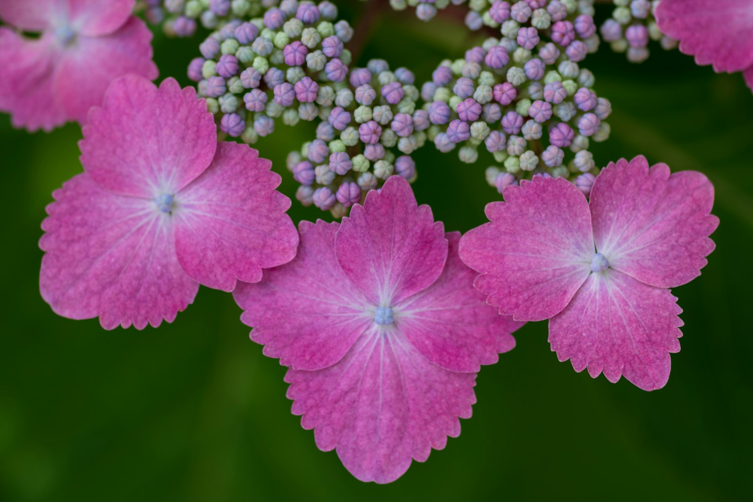 Primo piano di fiori di ortensia con petali rosa vivaci e piccoli boccioli