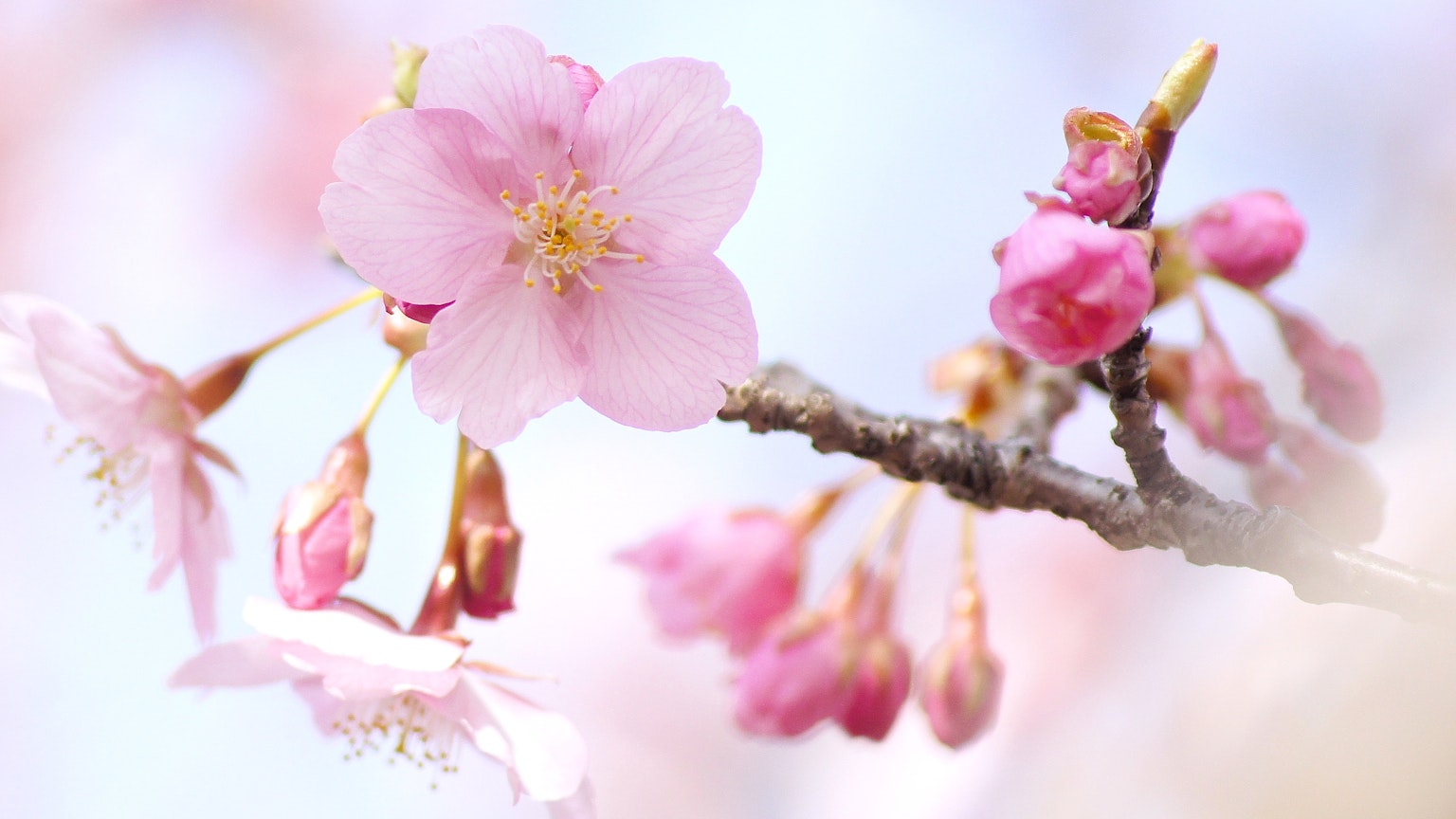 Kedekatan bunga sakura merah muda pucat di cabang