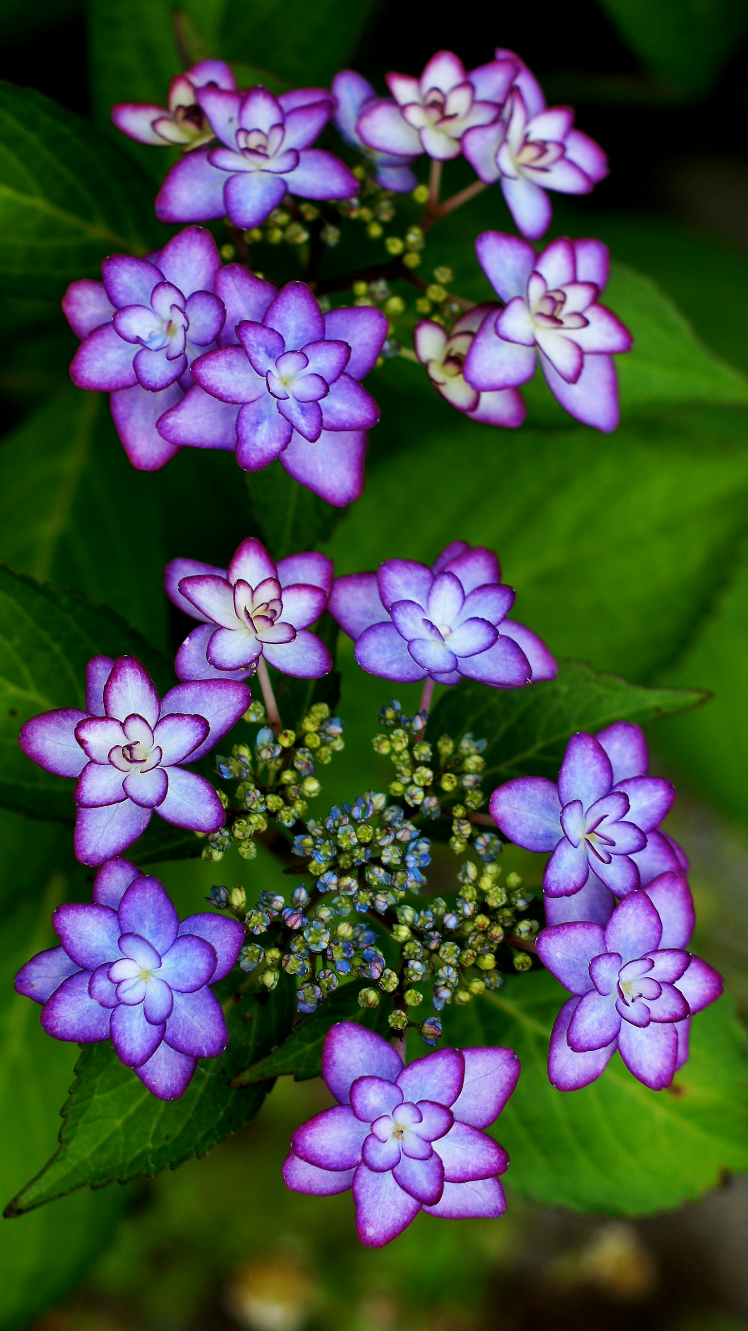 Gros plan d'une belle plante avec des fleurs violettes et des feuilles vertes