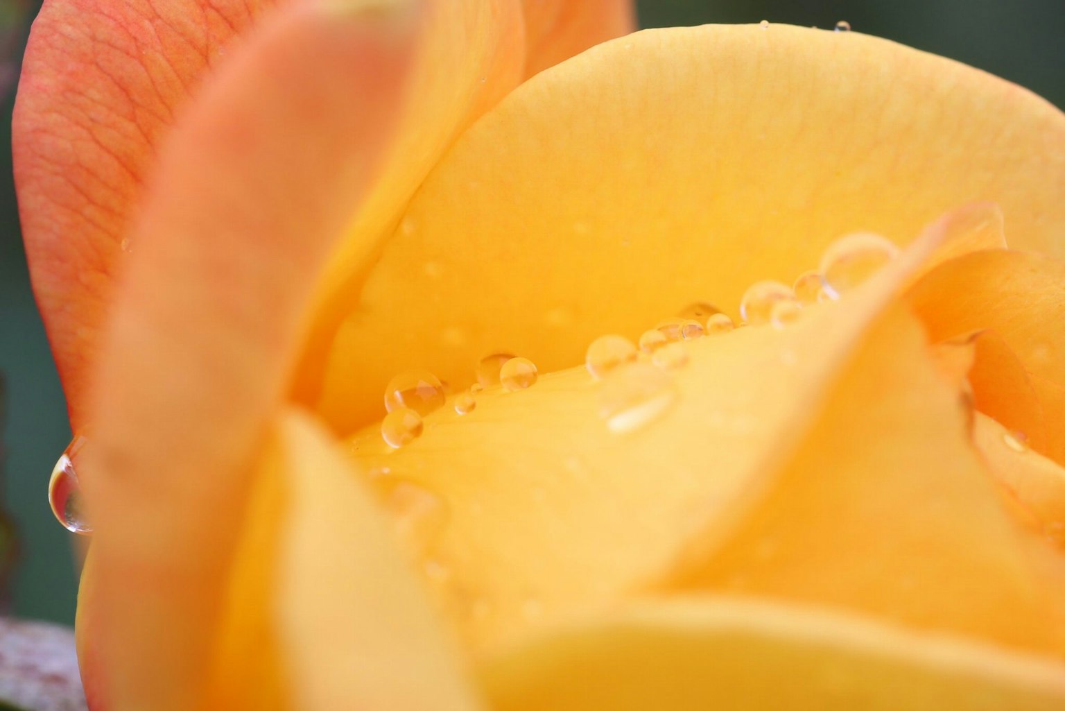 Primer plano de un pétalo de rosa naranja vibrante con gotas de agua