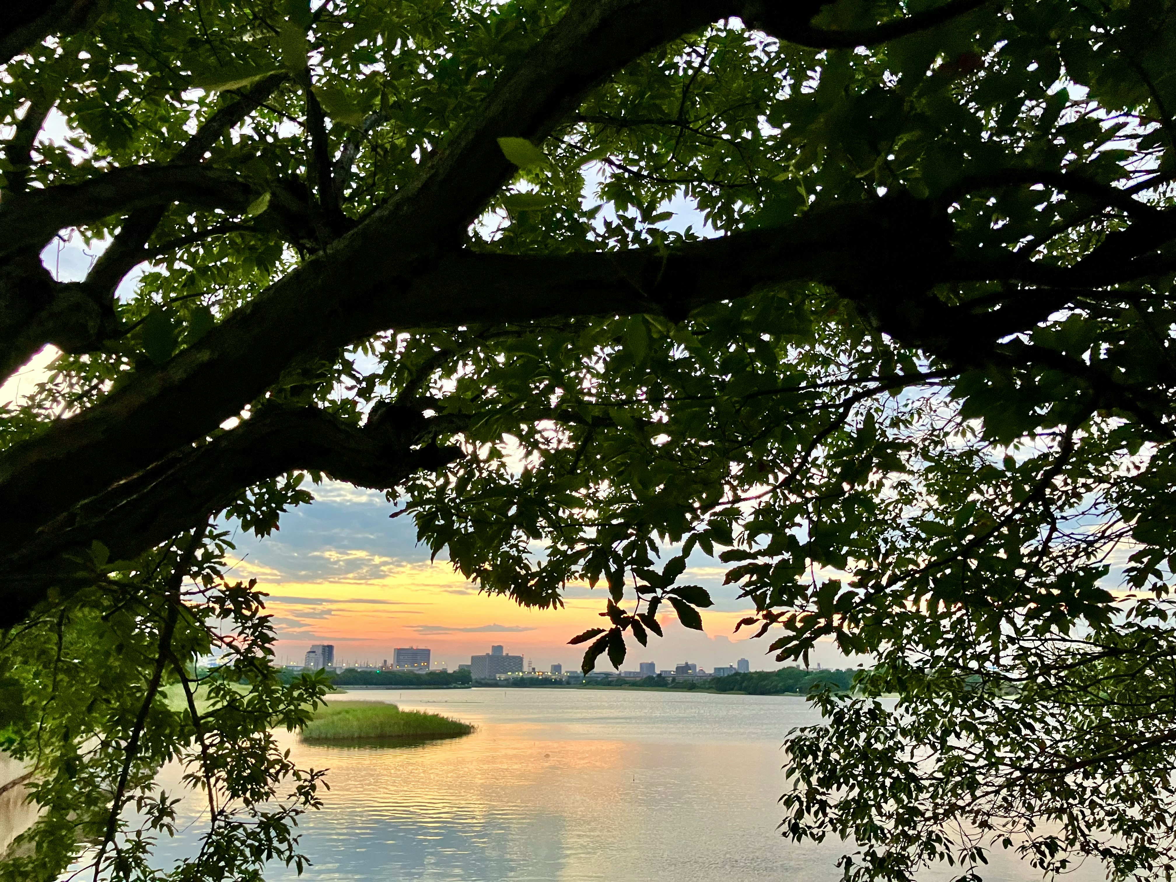 夕暮れの干潟を木の枝越しに望む景色