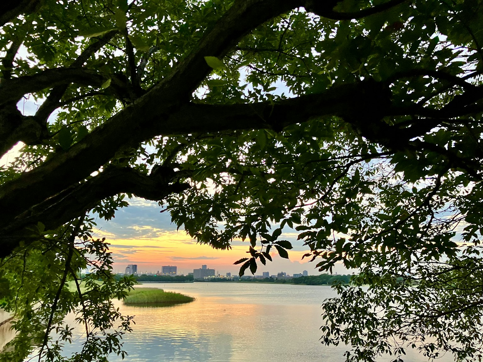 夕阳下被树枝框住的河流风景