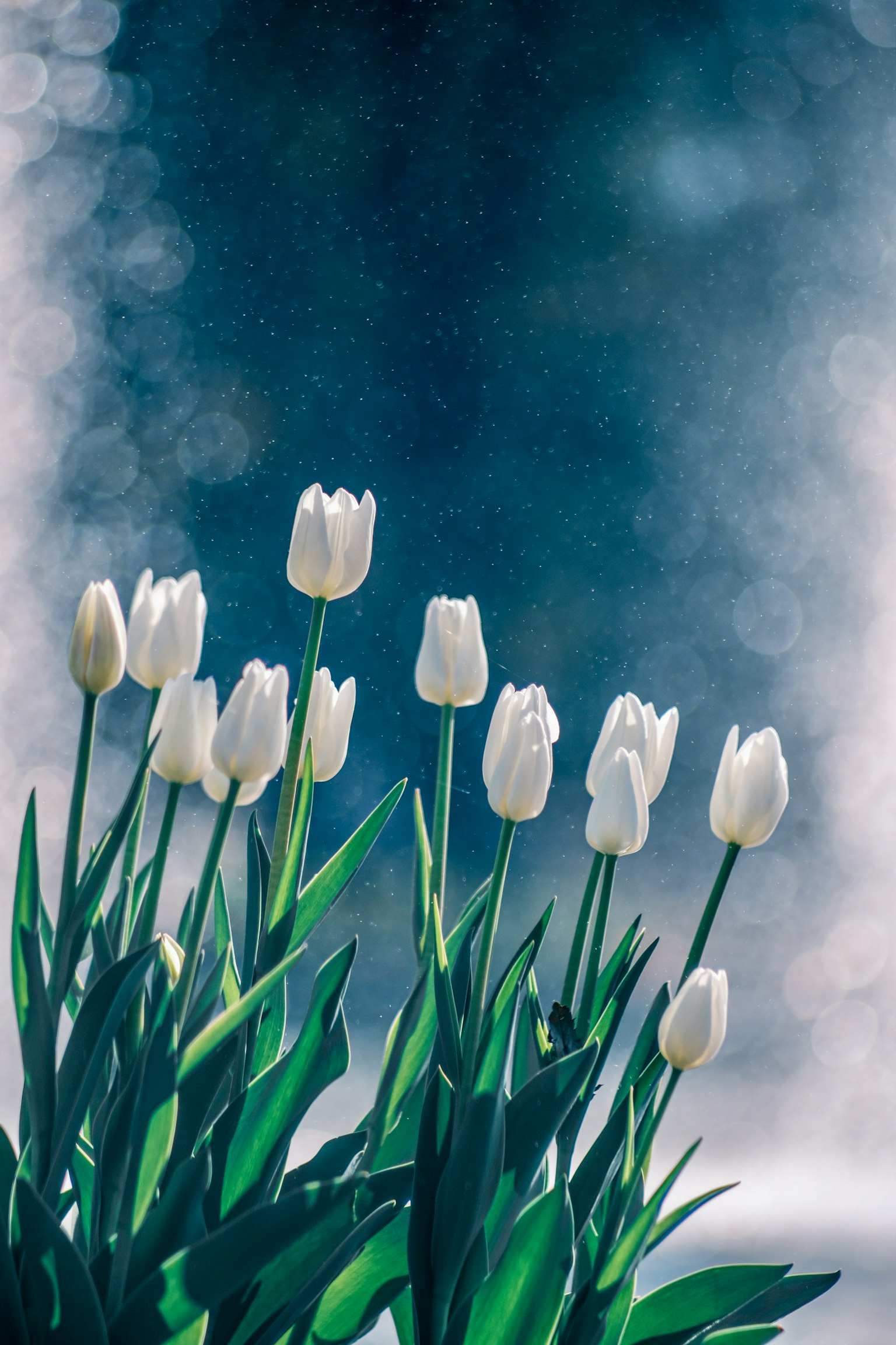 Des tulipes blanches en fleurs sur un fond bleu