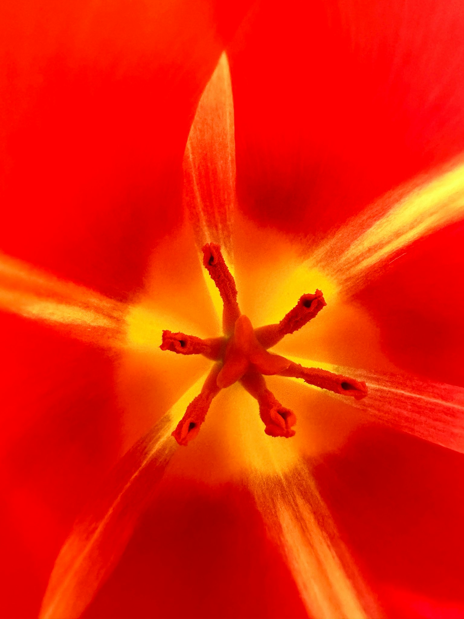Primo piano del centro di un tulipano rosso