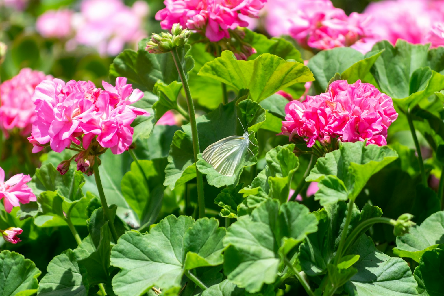 Một con bướm trắng giữa những bông hoa geranium hồng và lá xanh