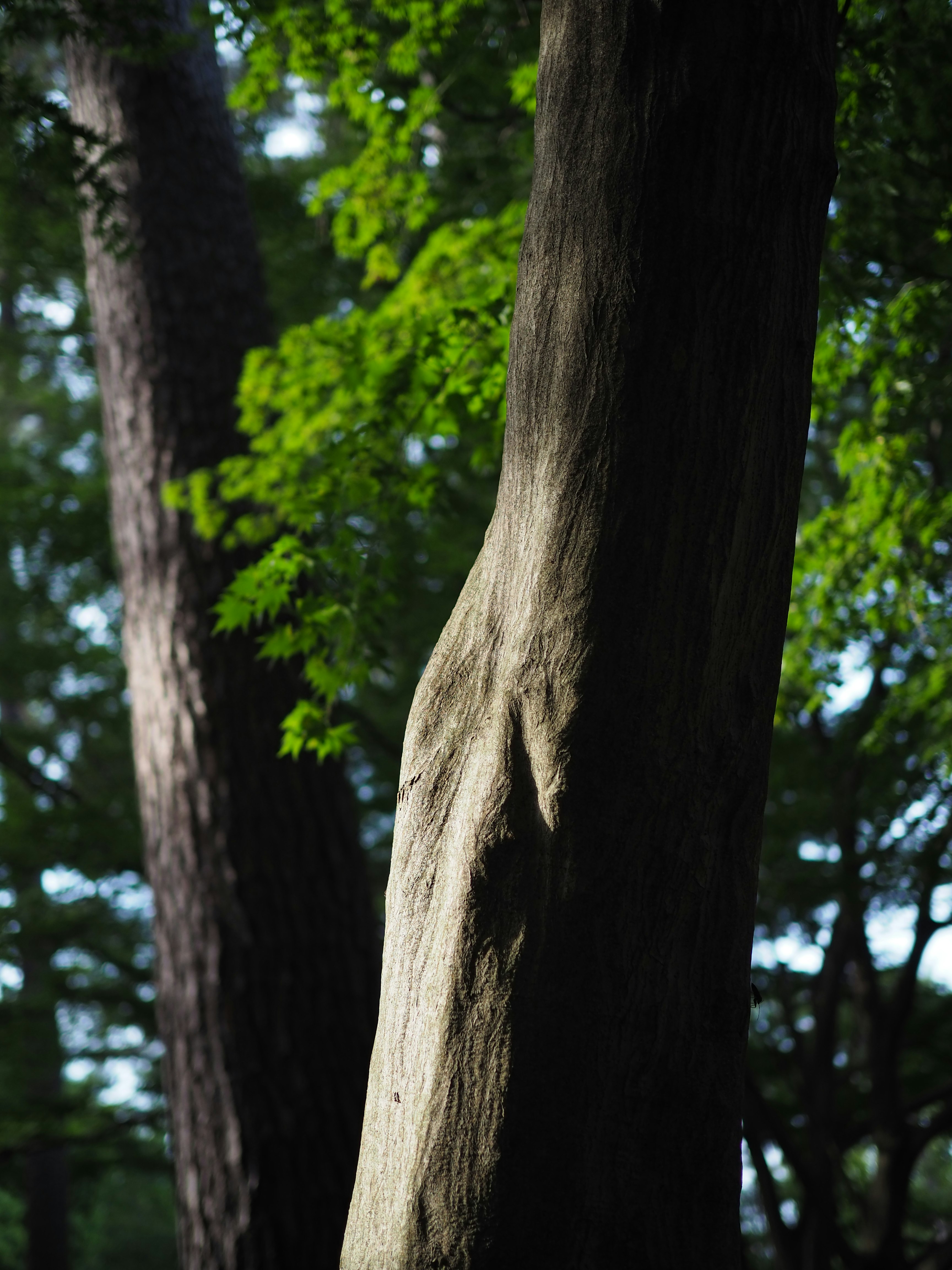 木の幹と葉のある自然の風景