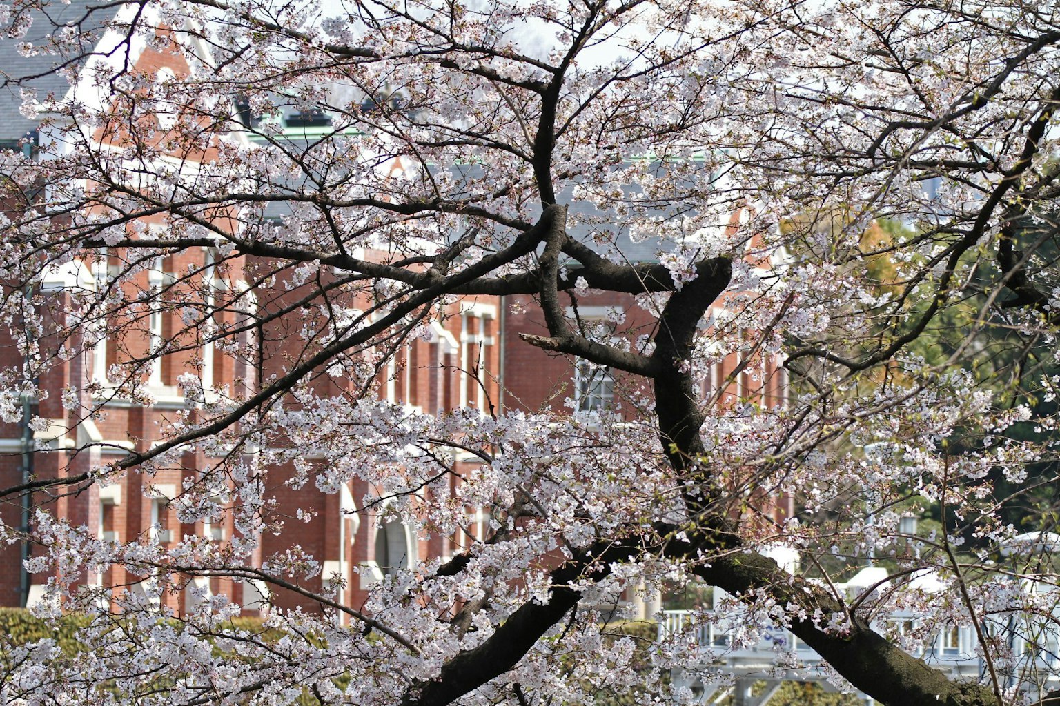 Árbol de cerezo en flor frente a un edificio de ladrillo rojo