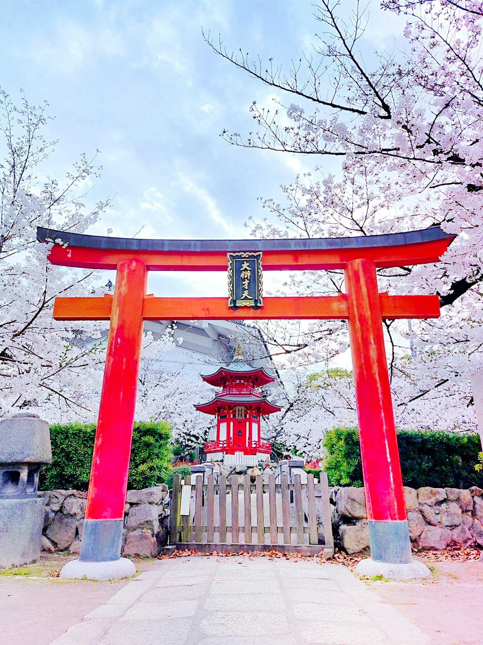 Rotes Torii mit Kirschblüten und Schrein im Hintergrund