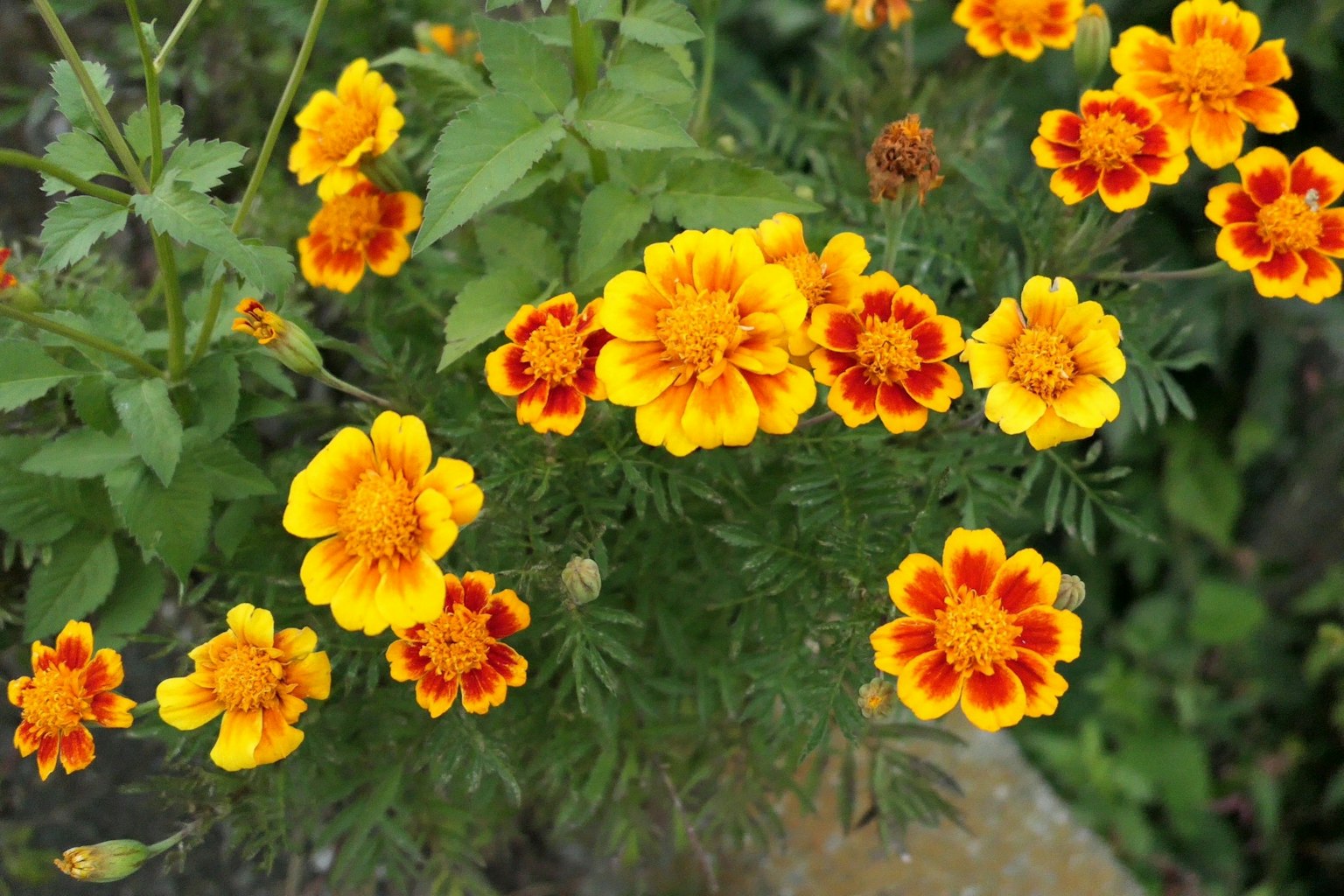 Bunga marigold kuning dan oranye cerah sedang mekar