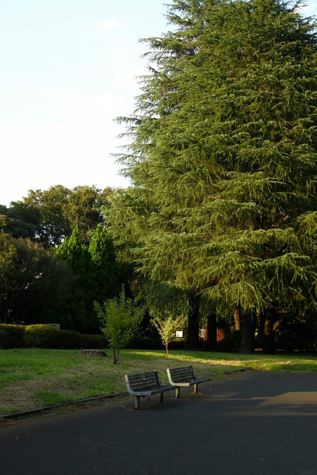 camino de parque con bancos y árboles frondosos