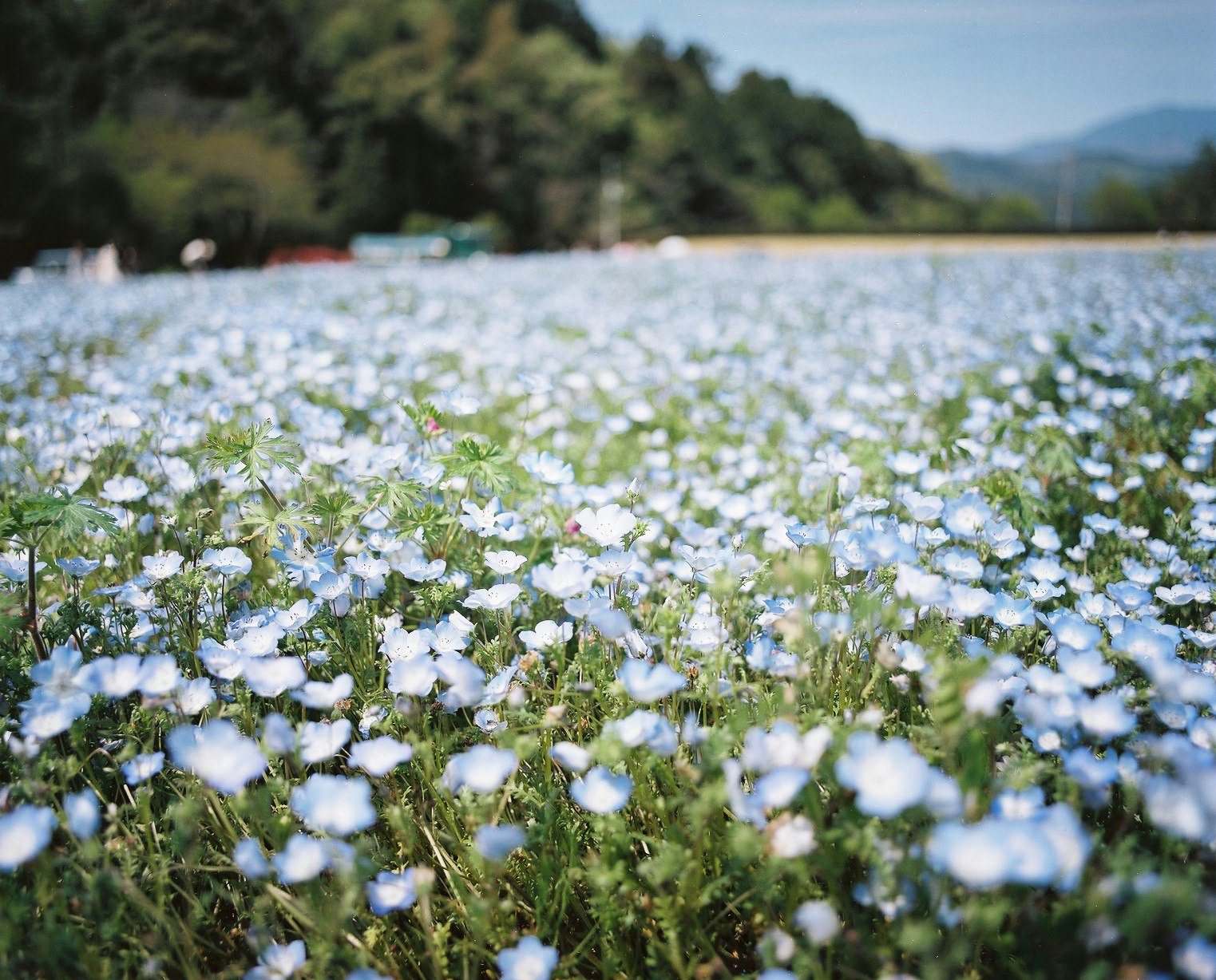 blue flowers blooming across a lakeside meadow