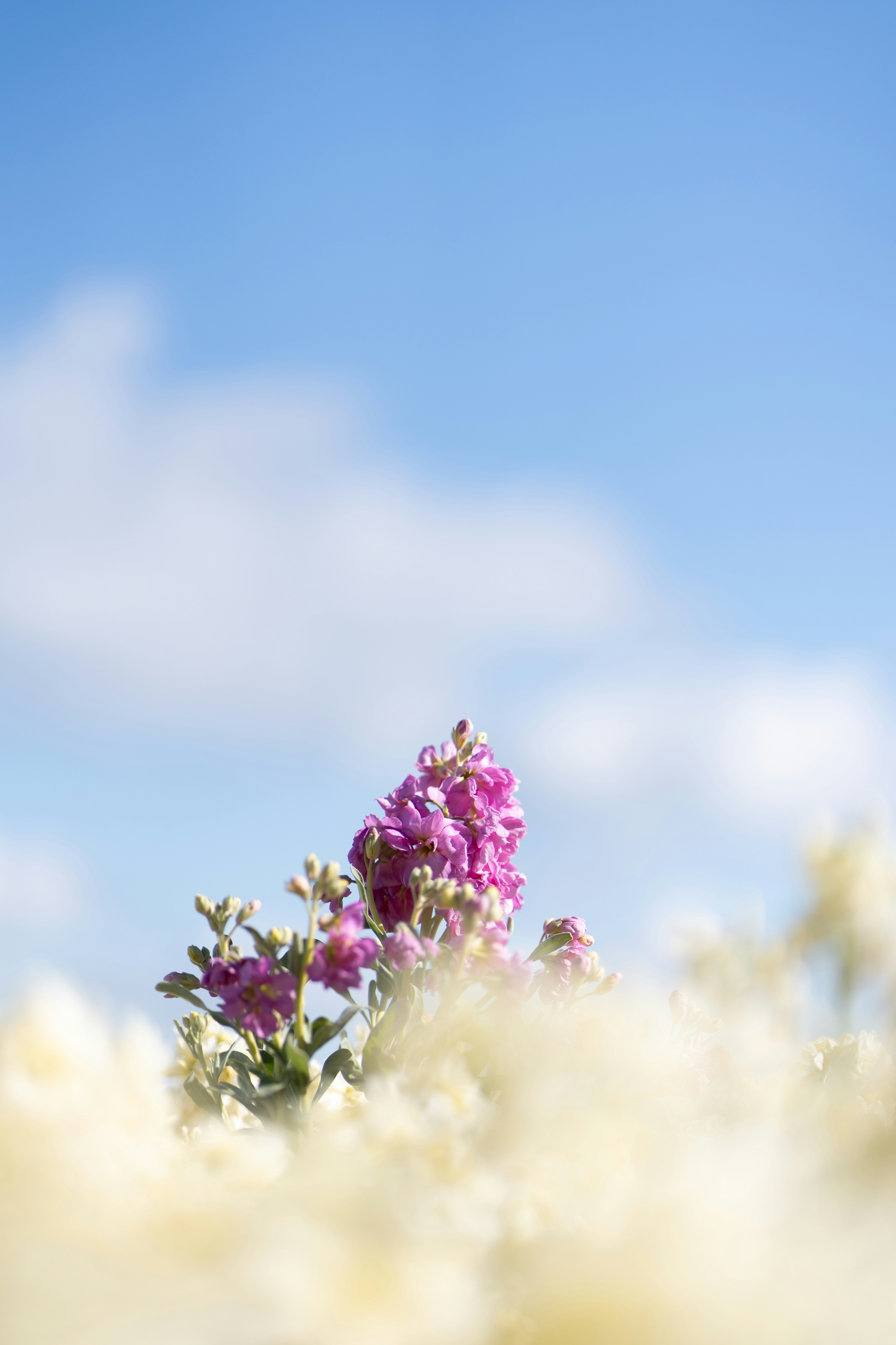 淡路島の花畑で咲くピンクの花と青空