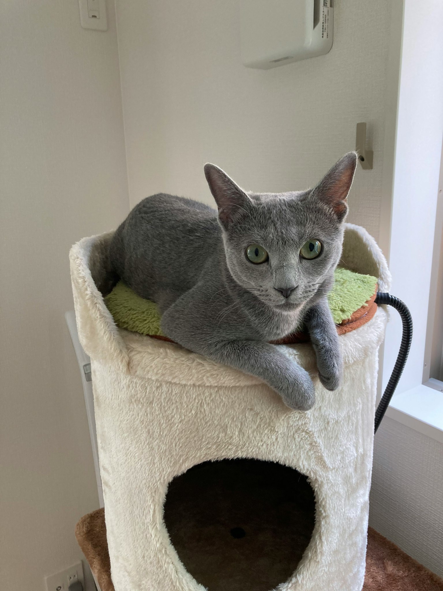 Gray cat lounging on top of a cat tree