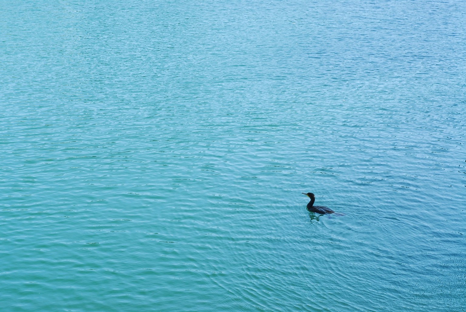 Ein schwarzer Vogel, der auf einer blauen Wasseroberfläche schwimmt