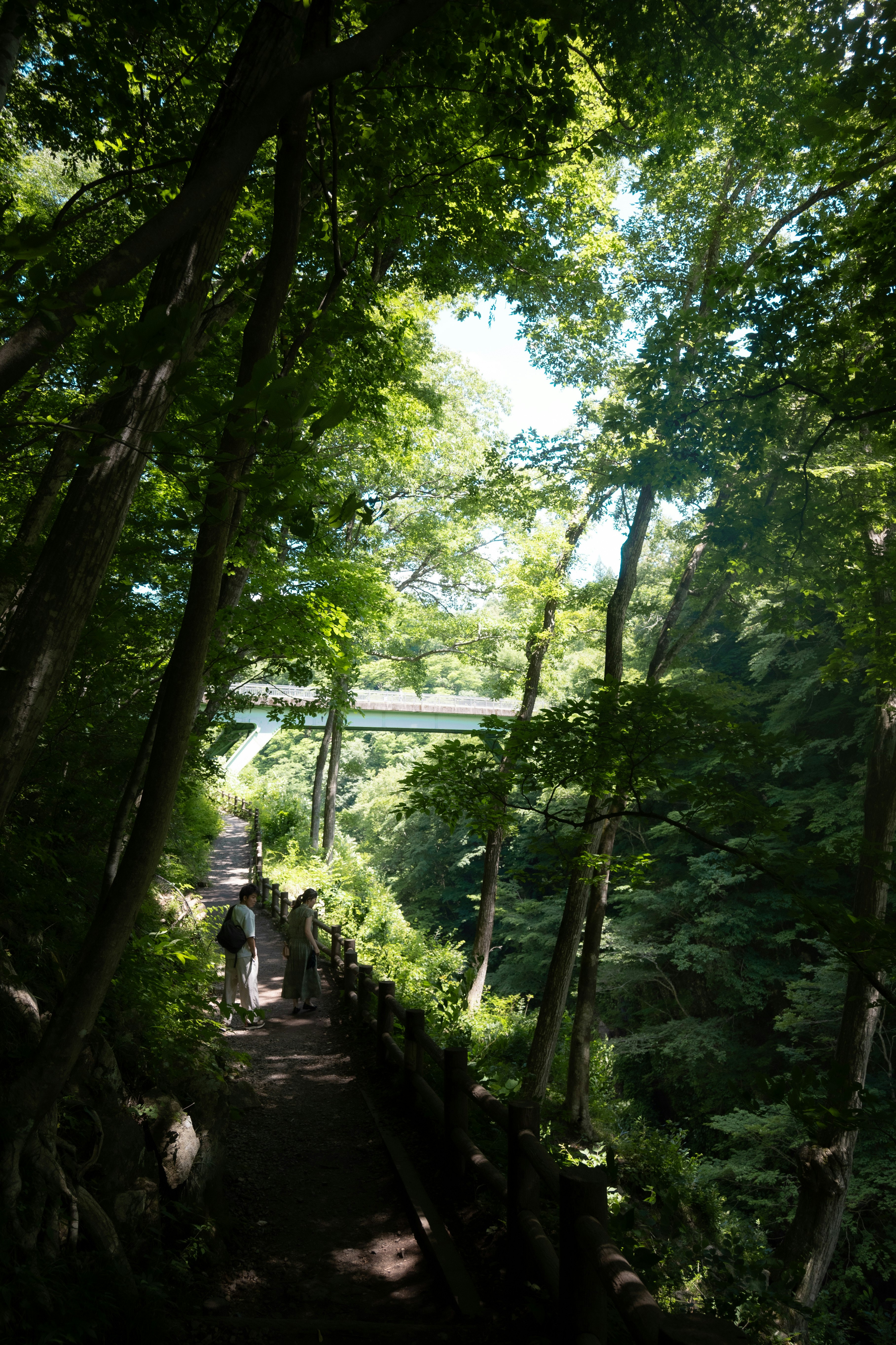 scena di viaggio estivo: persone che camminano su un sentiero verde tra gli alberi