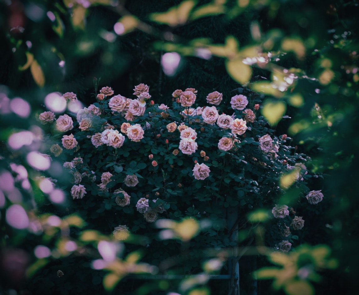 葉と葉の隙間から見えるピンクの薔薇の花