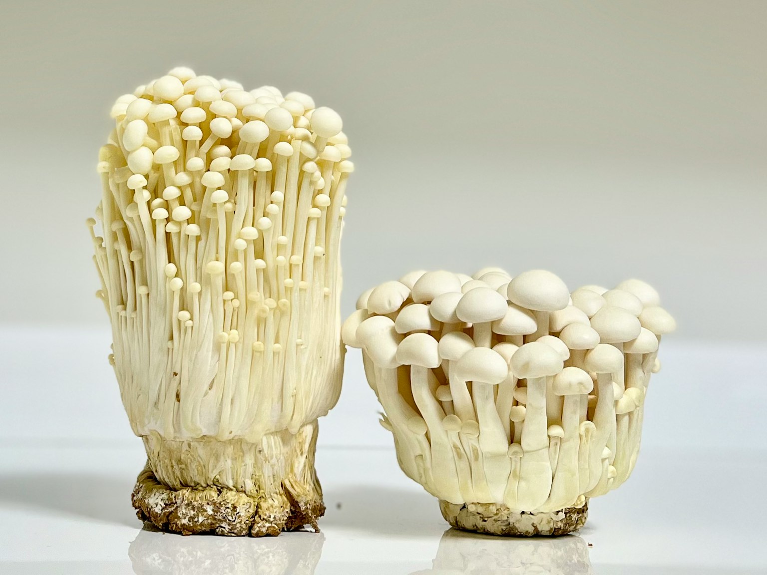 兩簇白色蘑菇在白色背景上