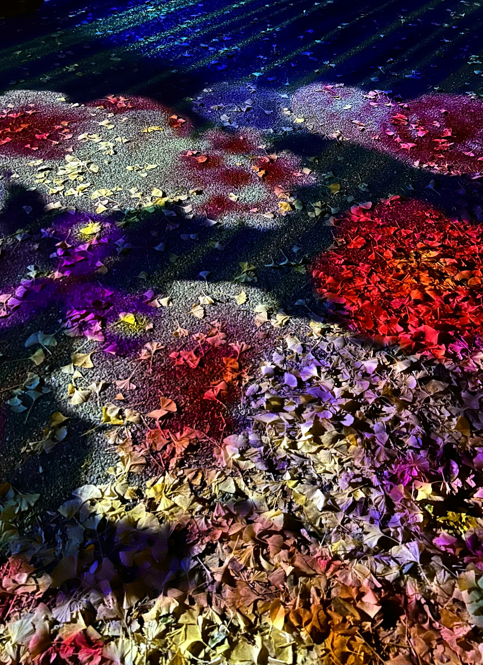 五彩缤纷的花瓣散落在地面上形成美丽的场景
