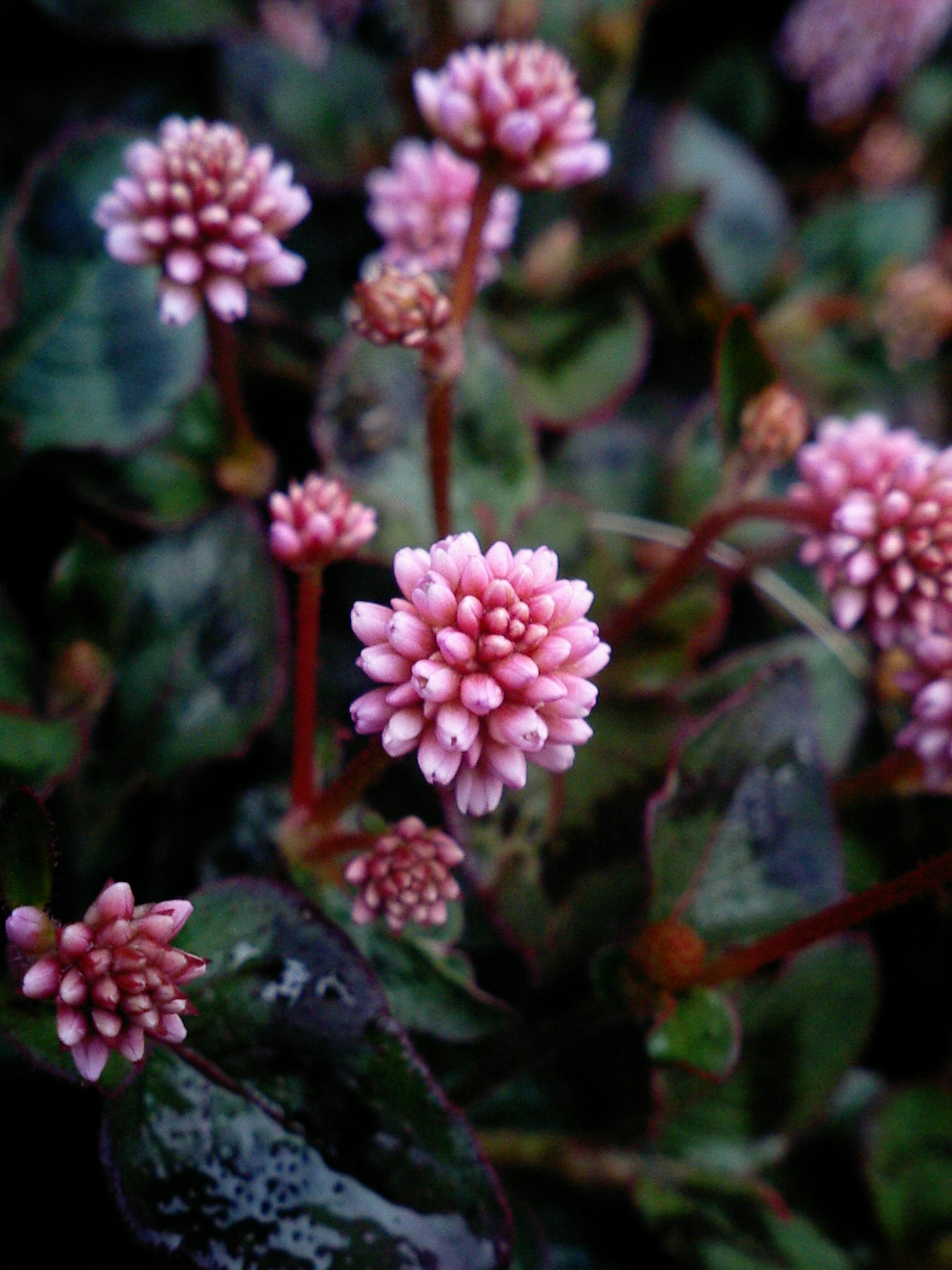 特写植物上簇生的小粉色花朵