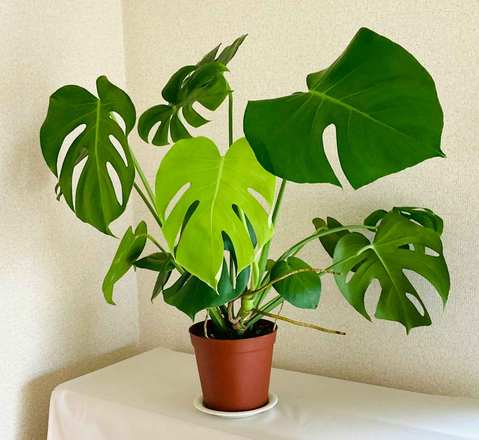 Tanaman Monstera dengan daun hijau besar dalam pot