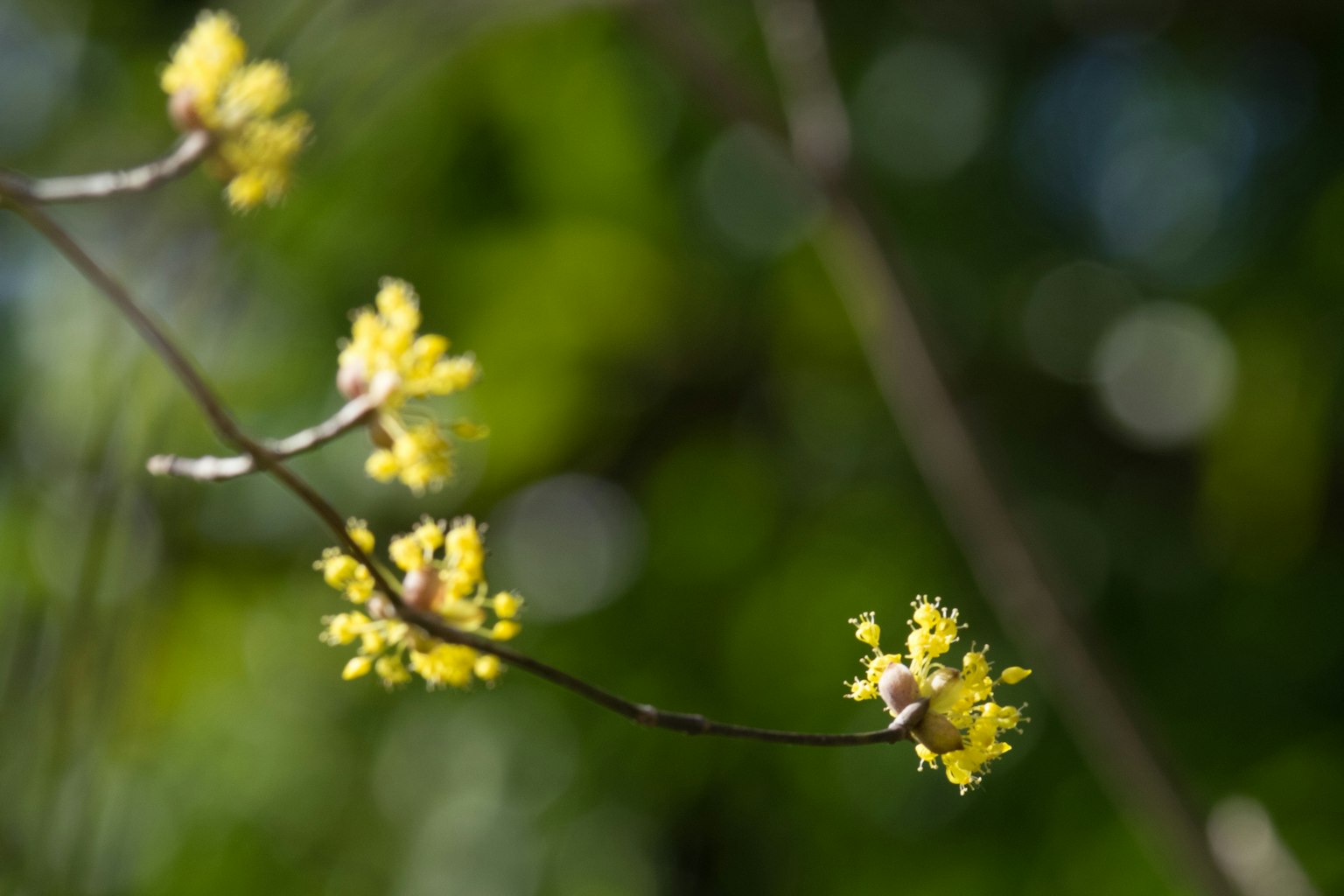 Close-up dari cabang tipis dengan bunga kuning di latar belakang hijau kabur