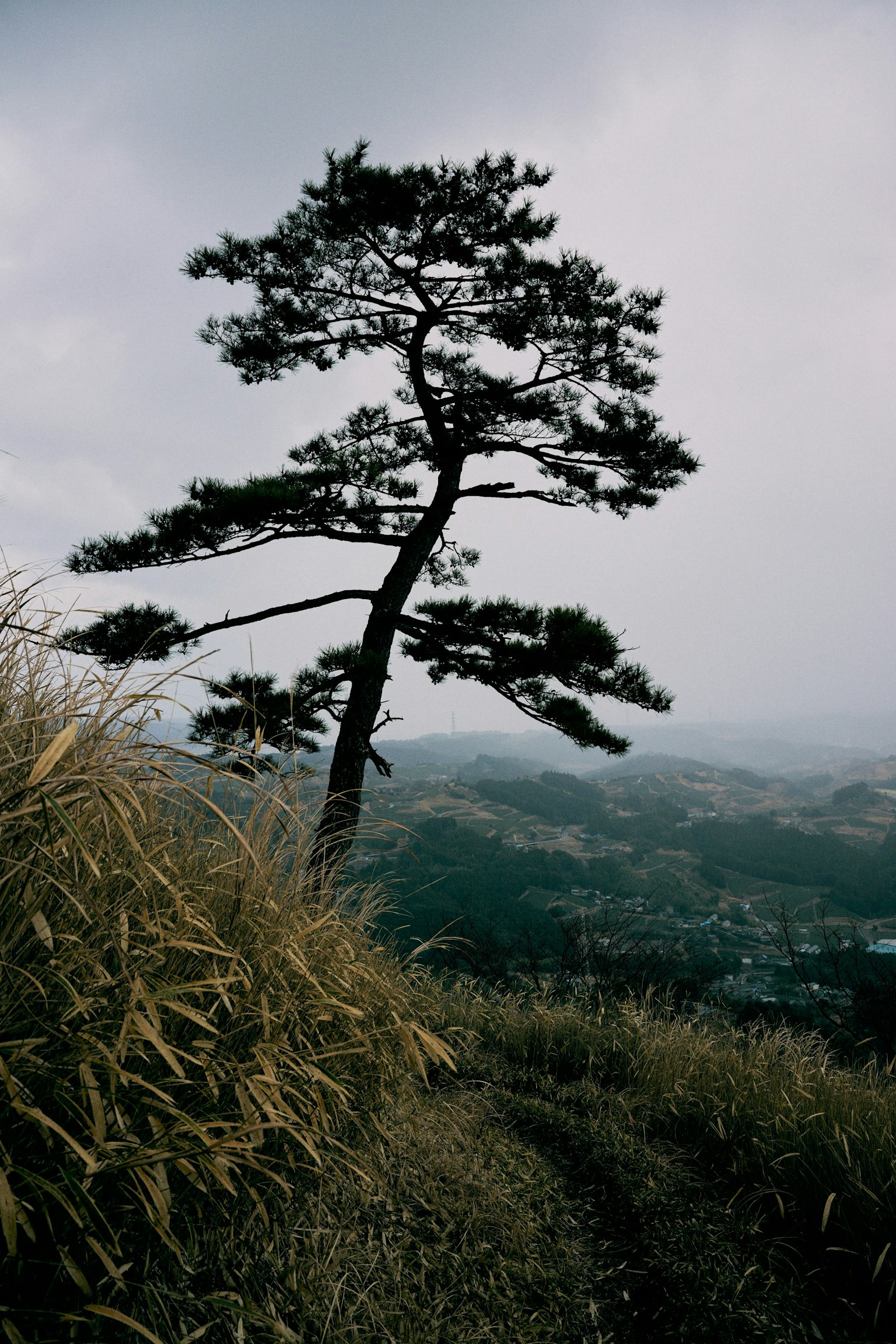 Ein hoher Baum steht vor einer nebligen Berglandschaft