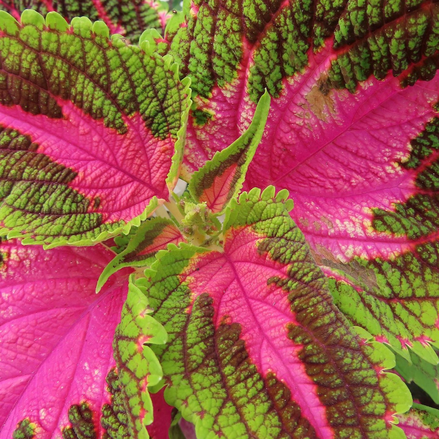 Hojas vibrantes de color rosa y verde de una planta coleus