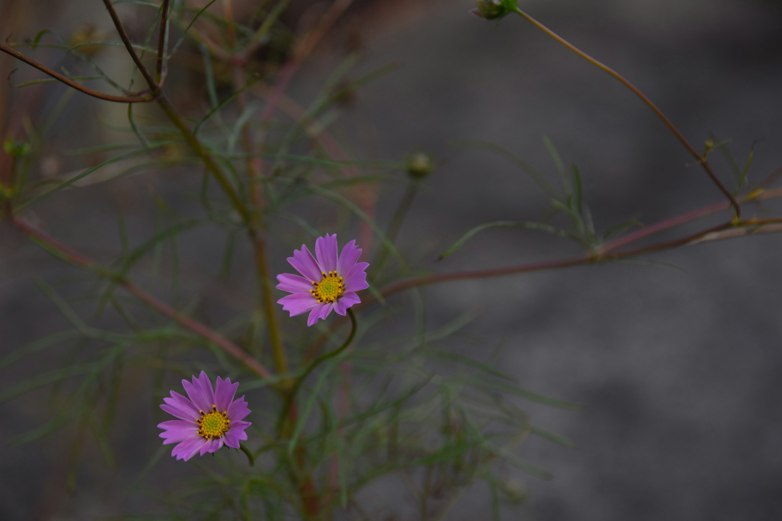 Two purple flowers with yellow centers and green leaves