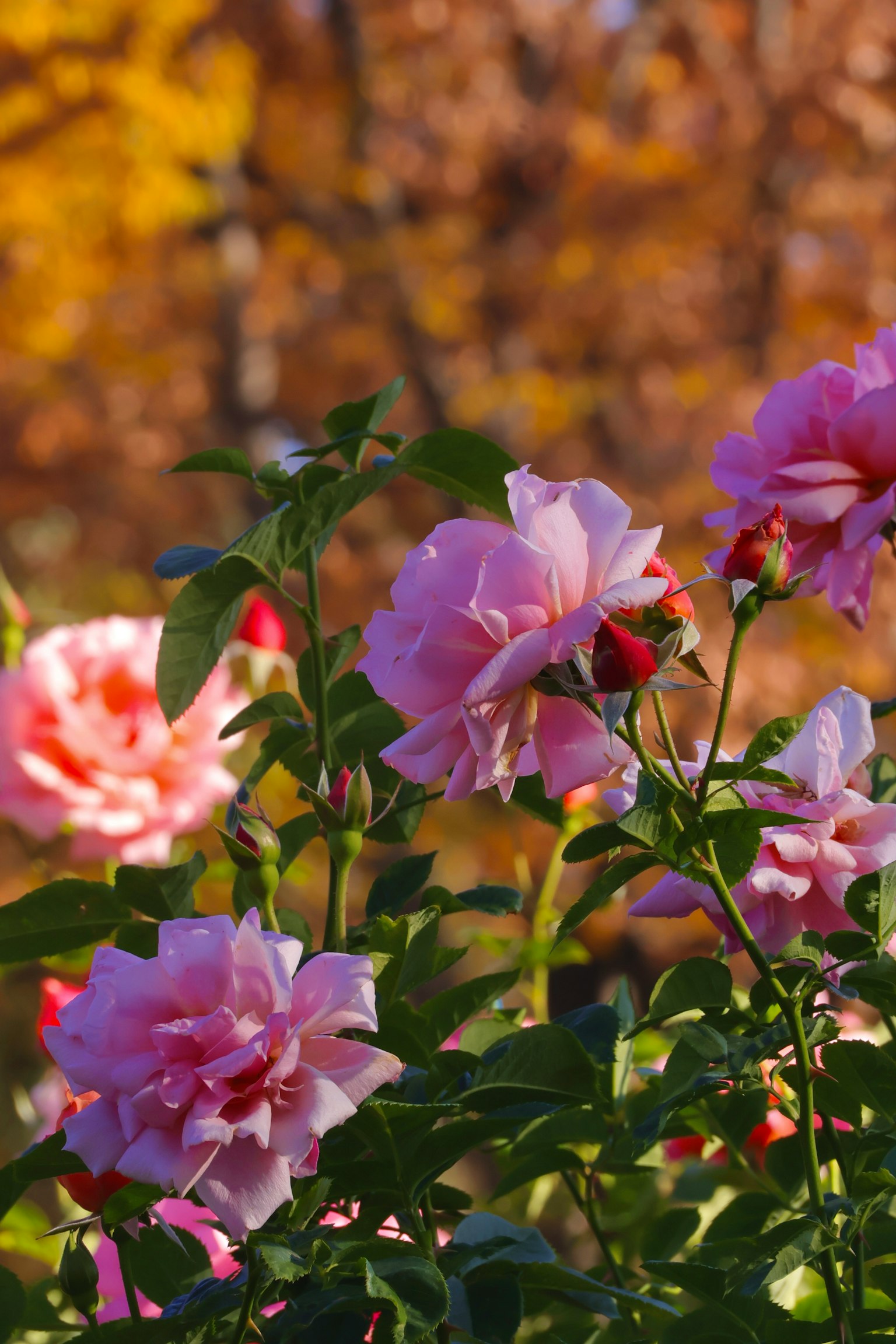 Rosas rosas floreciendo contra un fondo de otoño