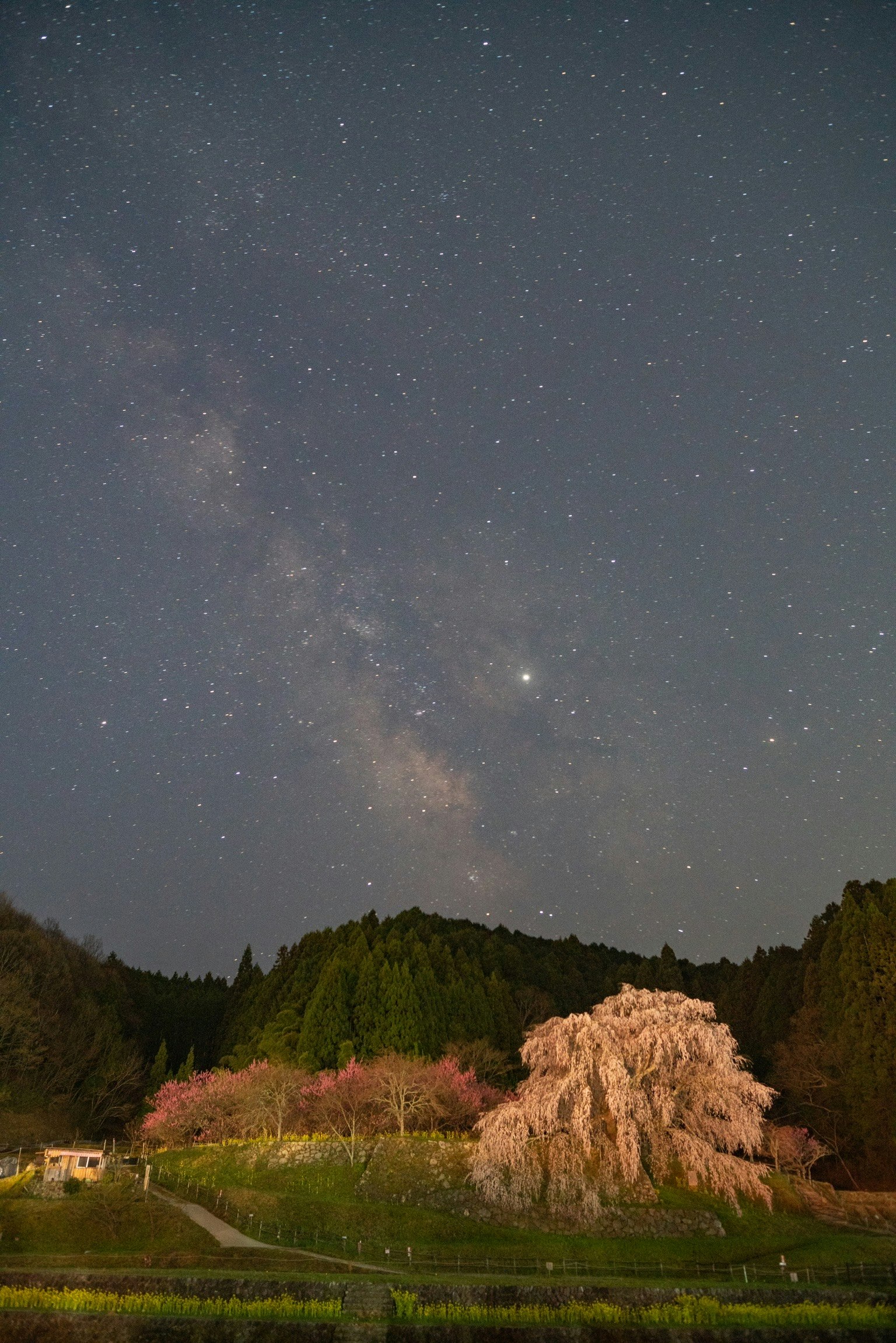 Paysage impressionnant avec un cerisier et un ciel étoilé