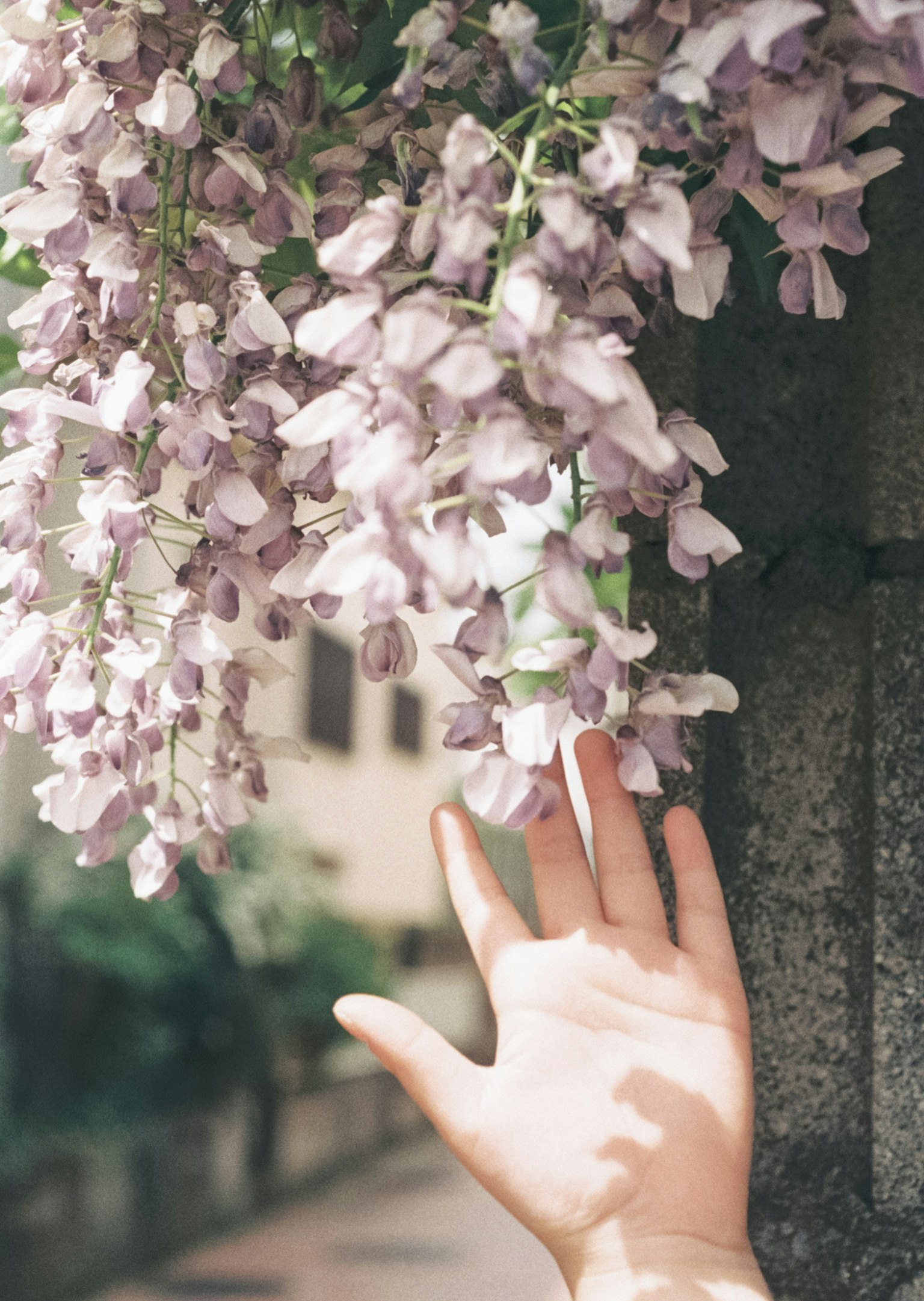 Eine Hand, die Lavendelblüten berührt